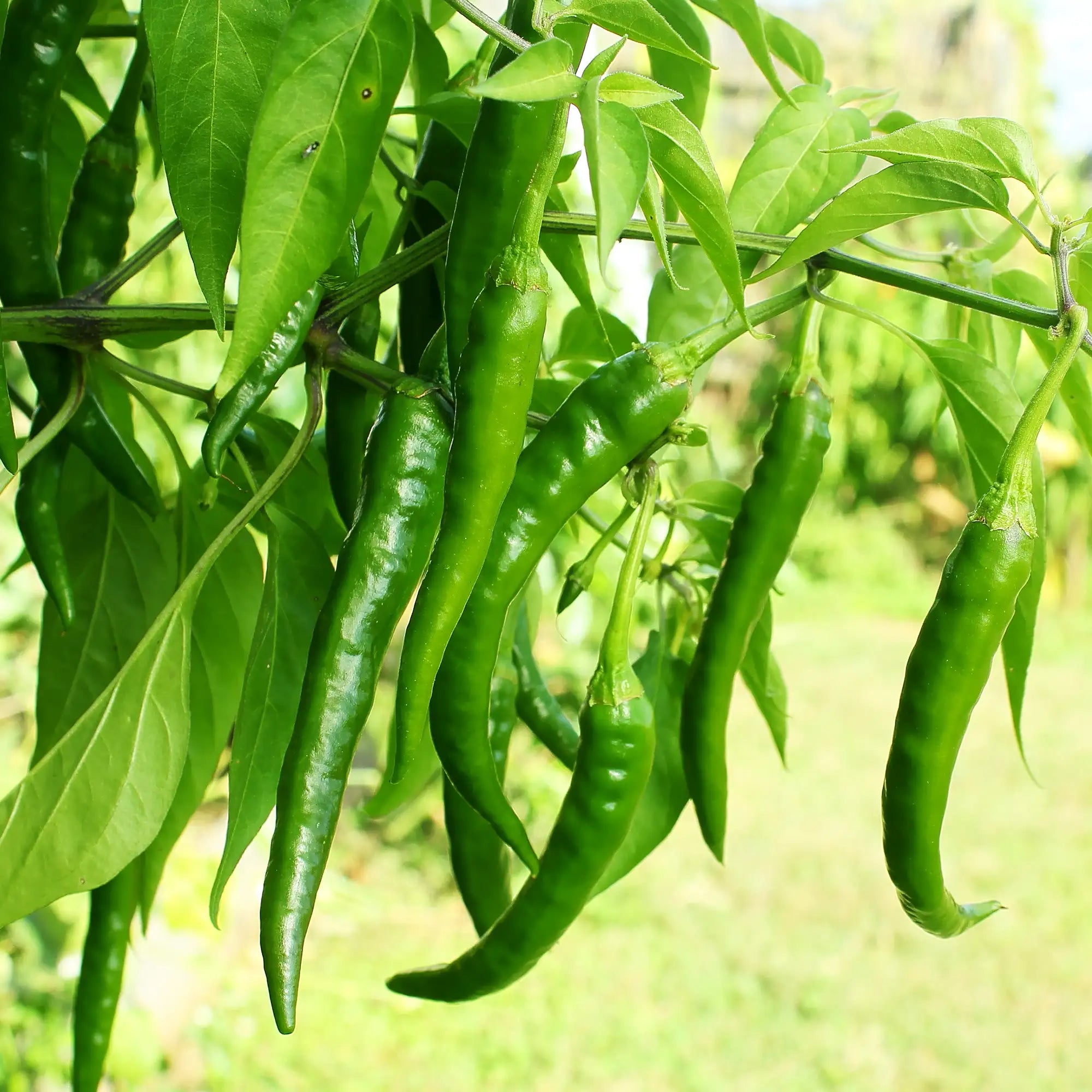 Pepper Hot Green Chili