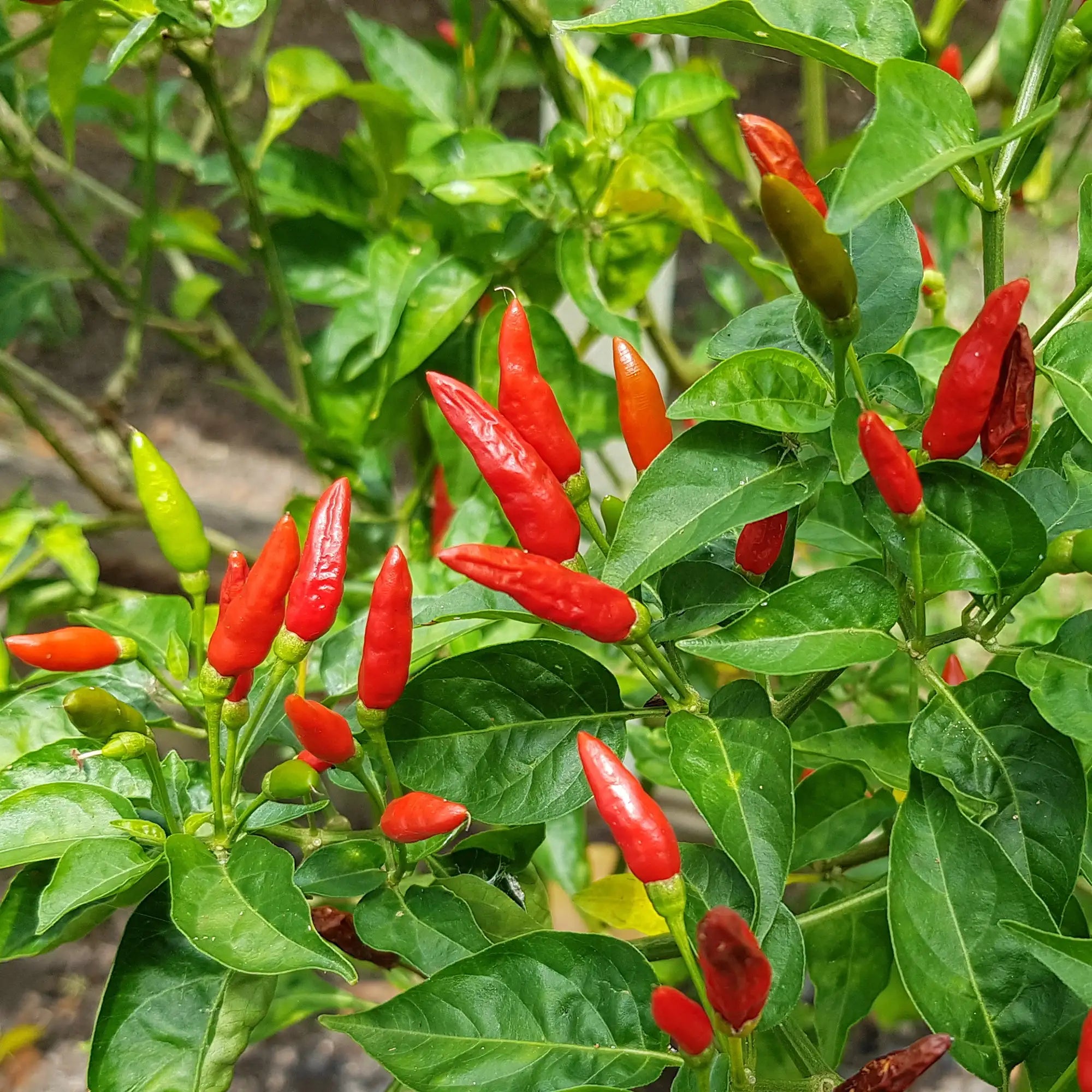 Pepper Hot 'Super Chili'