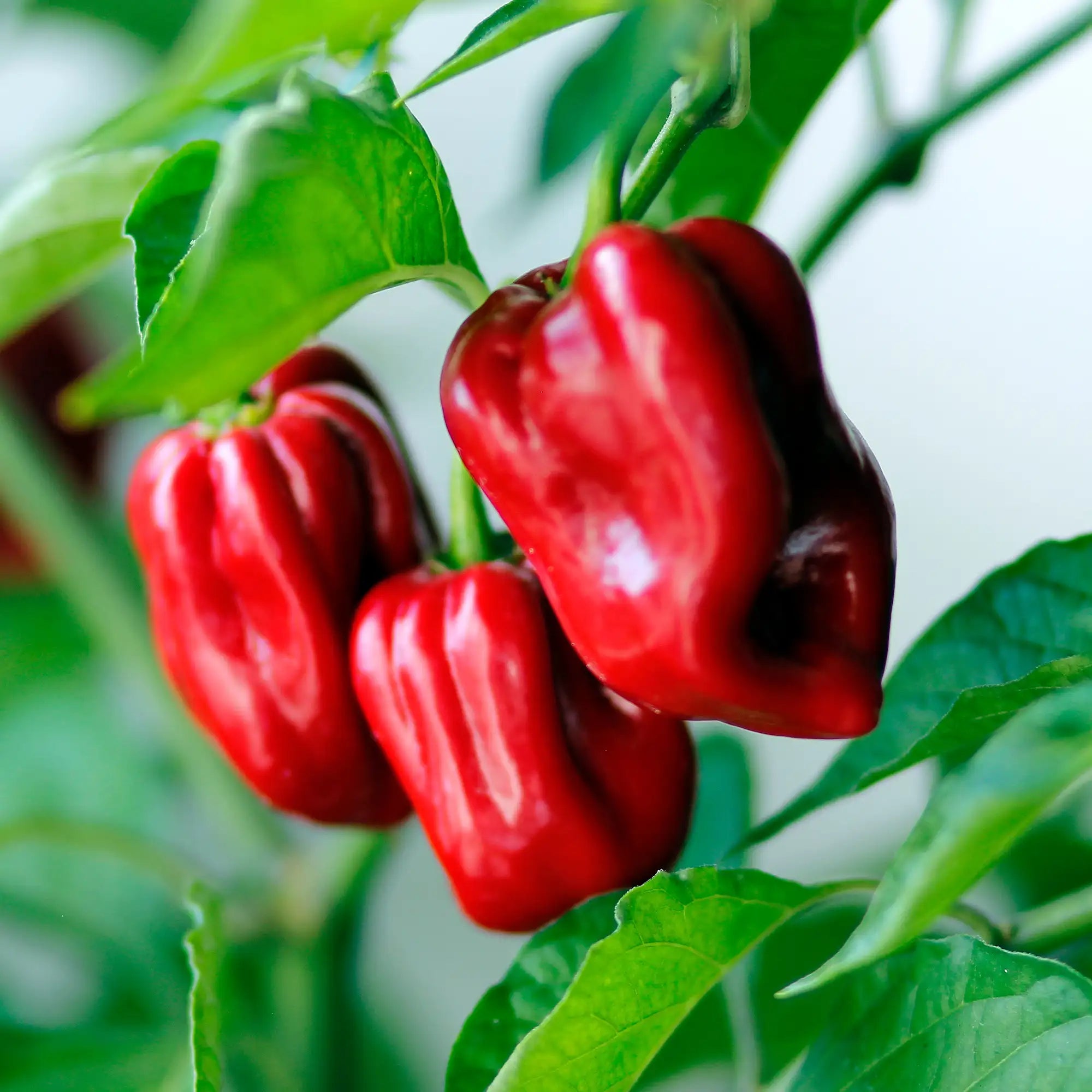 Pepper Hotter Habanero 'Red'