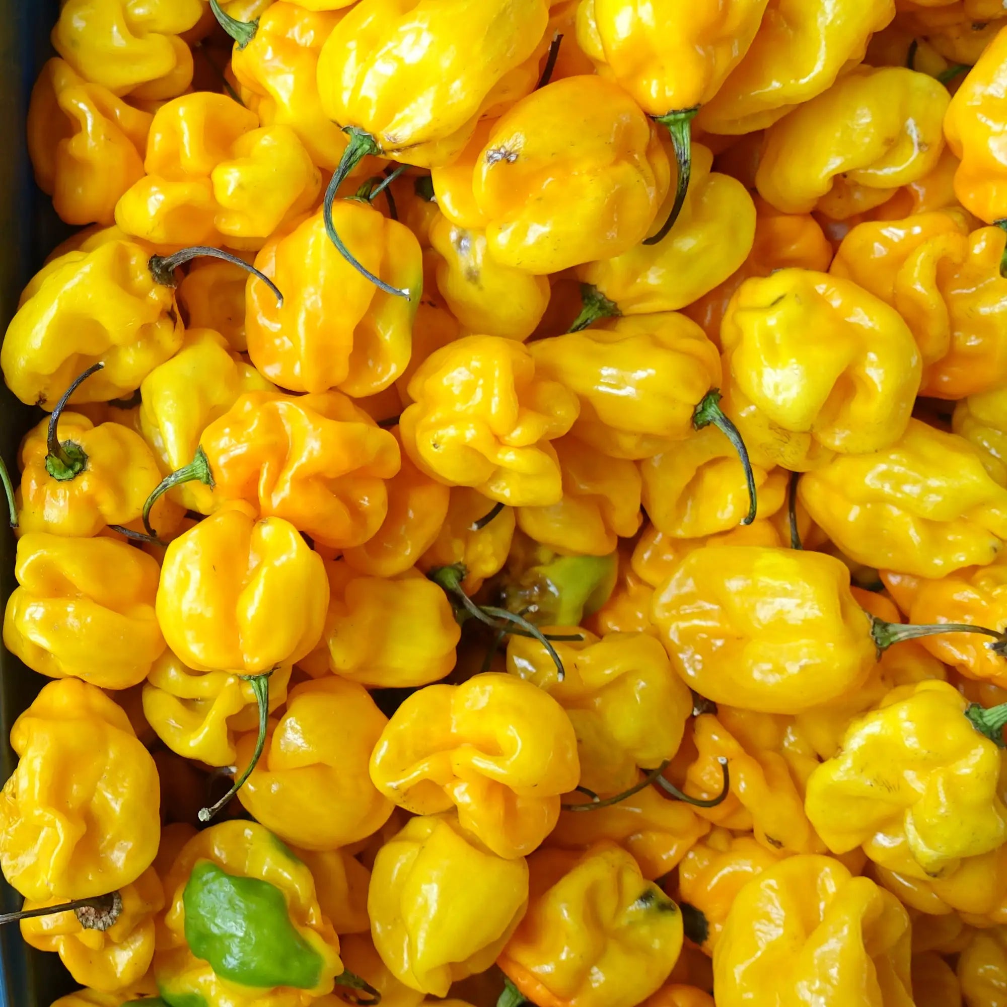 Pepper Hotter Scotch Bonnet 'Jamaican TFM'