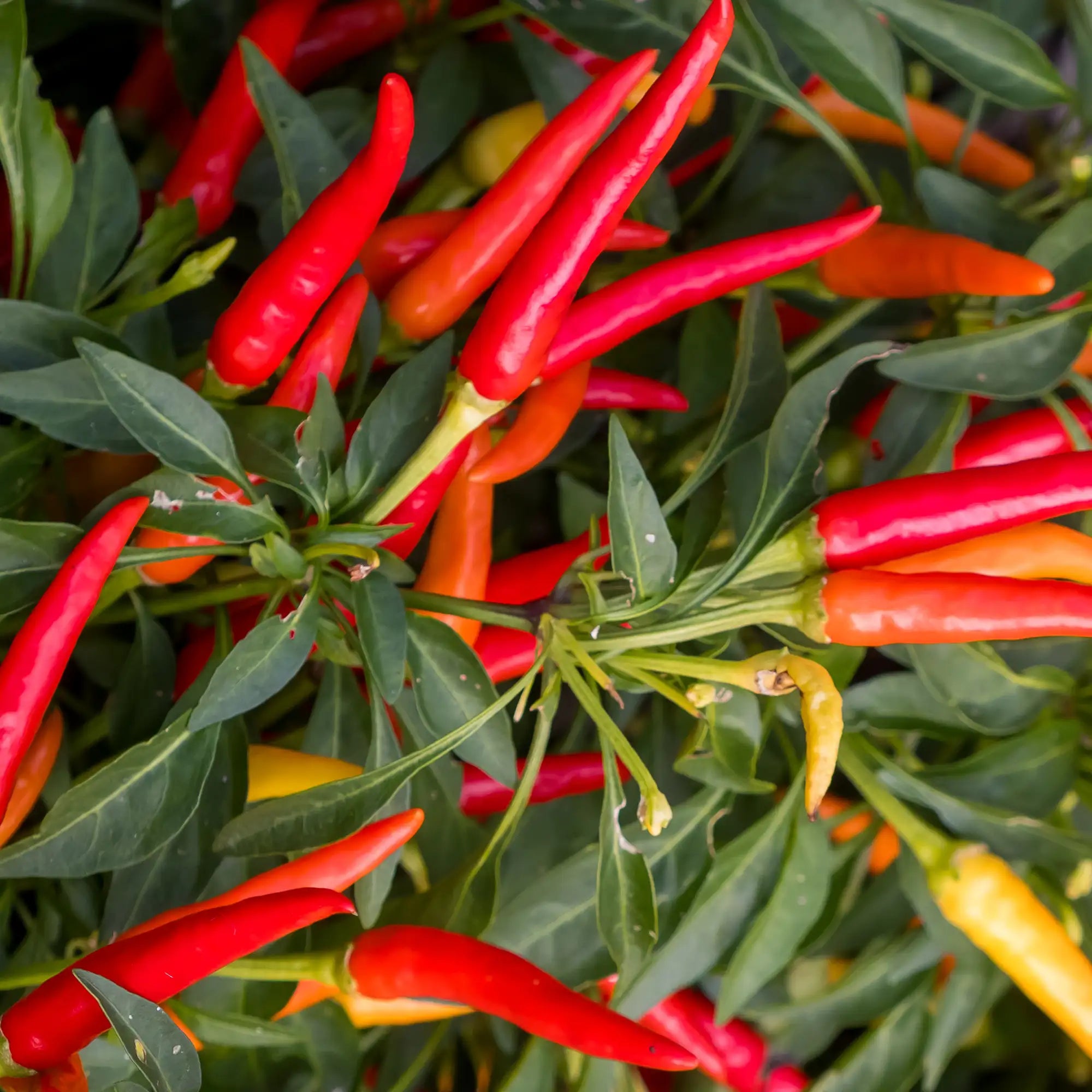Pepper Hotter 'Thai Dragon'
