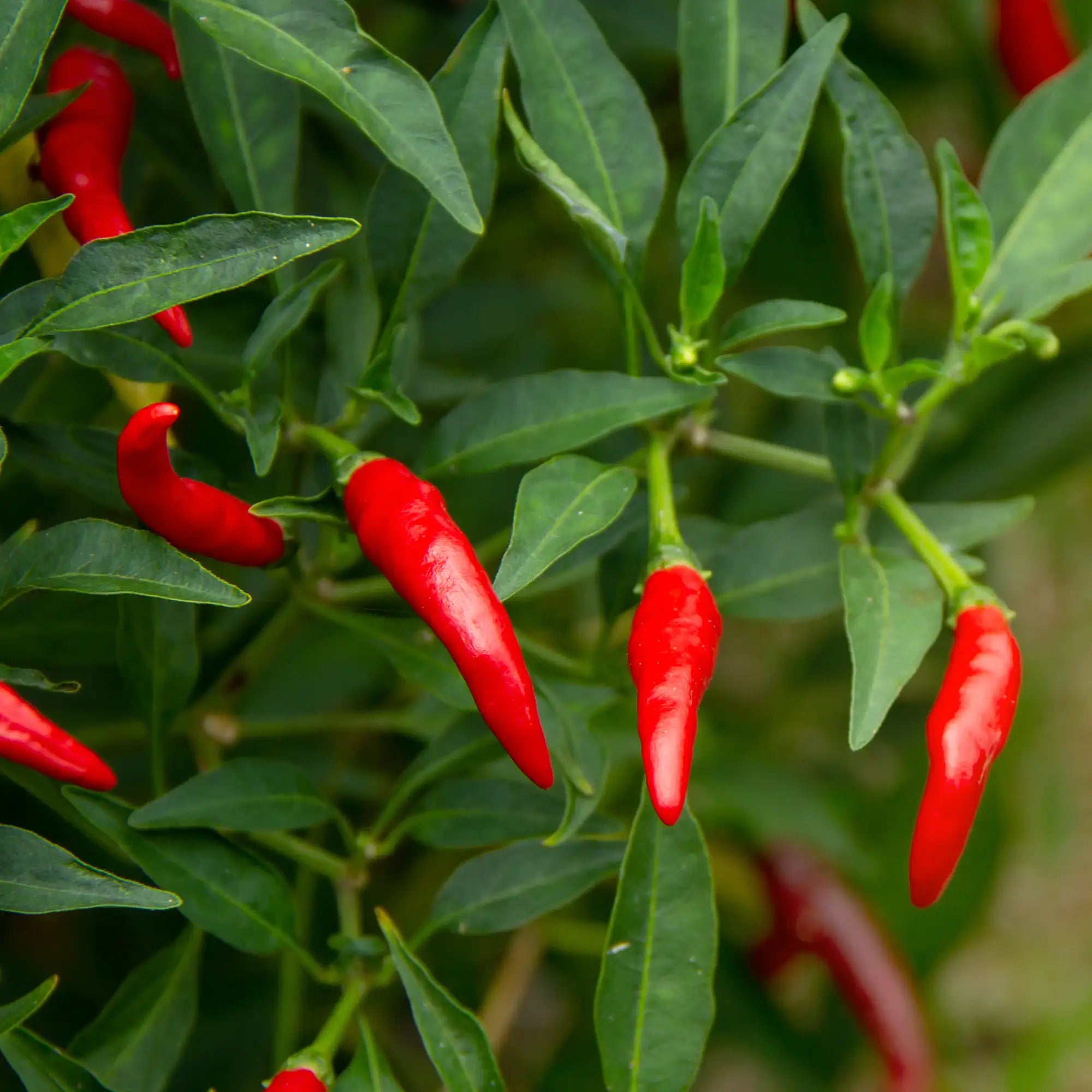 Pepper Hotter 'Thai Red Chili'