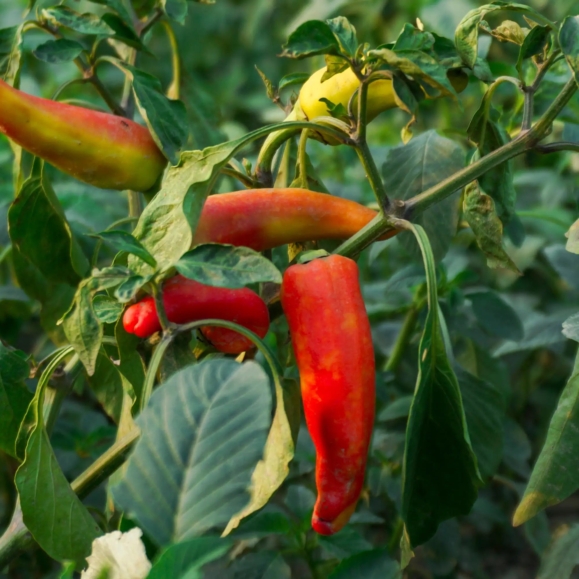 Pepper Mild Hungarian Hot Wax