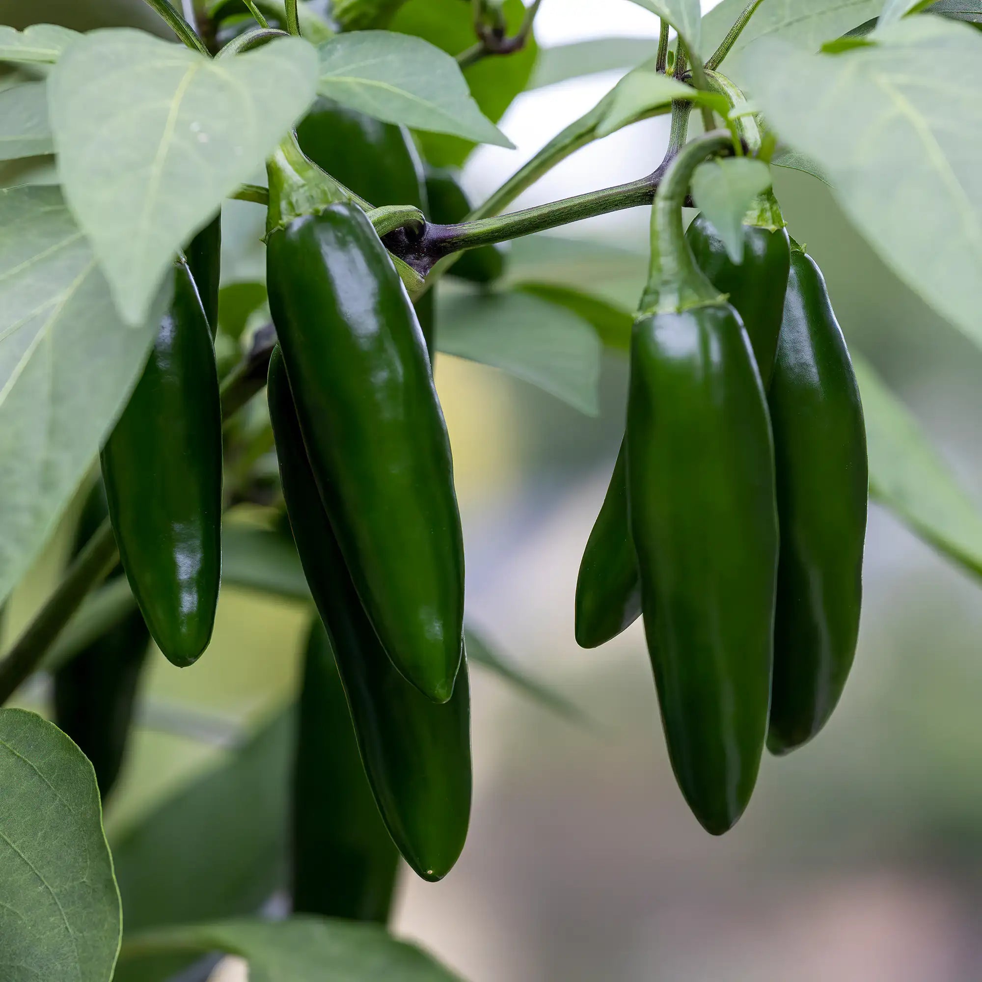 Pepper Mild Jalapeno 'La Bomba II'
