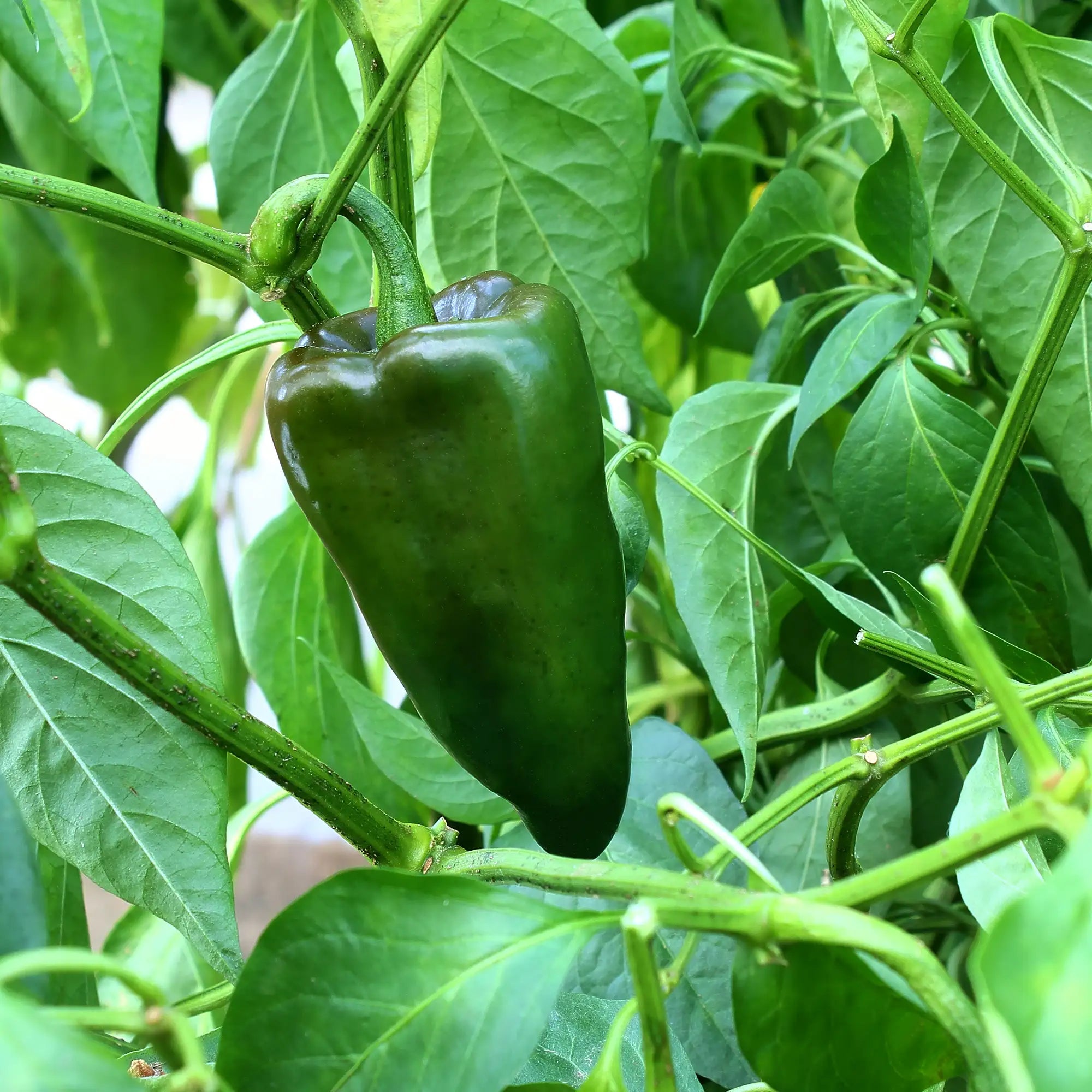 Pepper Mild Poblano/Ancho