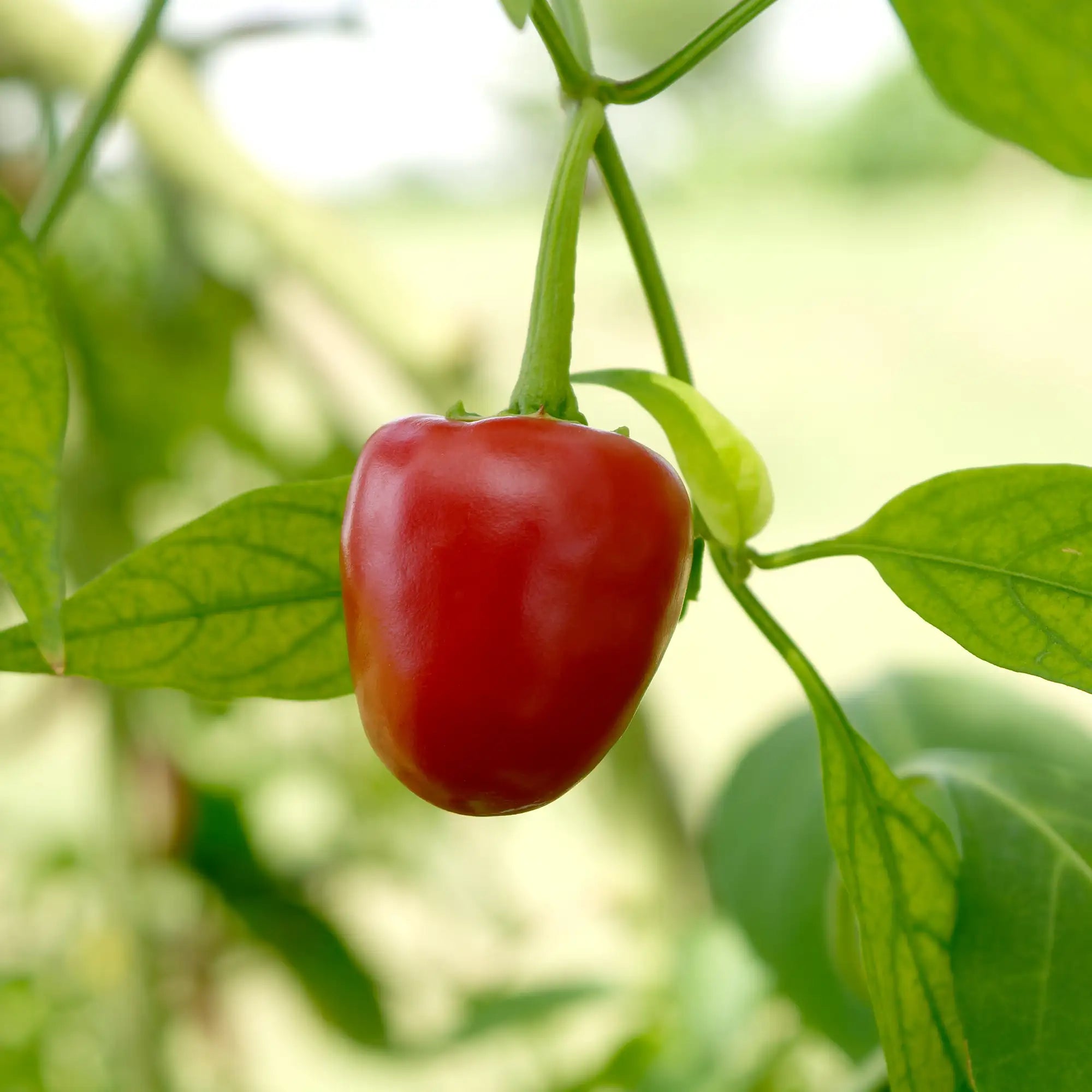 Pepper Mild 'Red Cherry Hot'