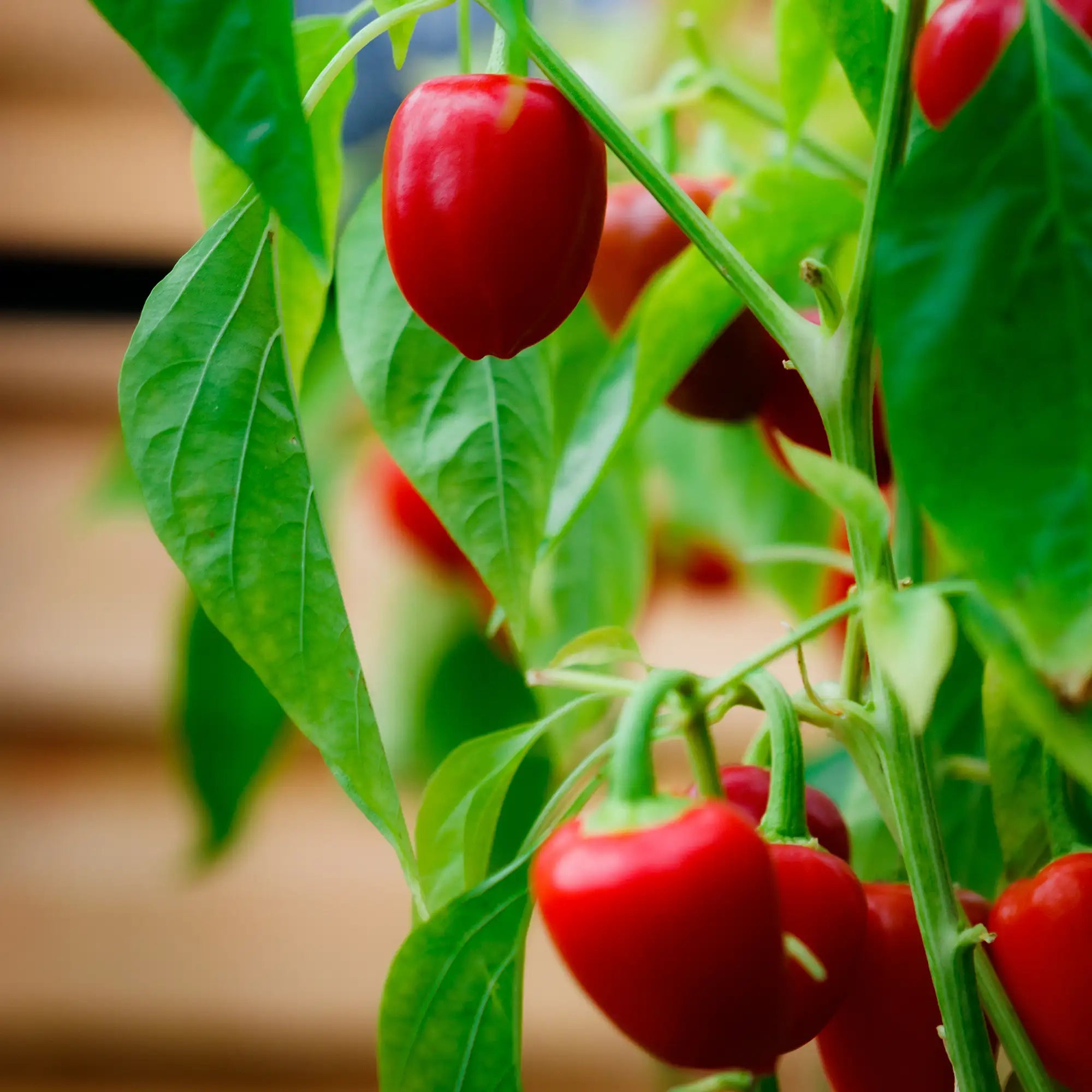 Pepper Sweet 'Snackabelle Red'