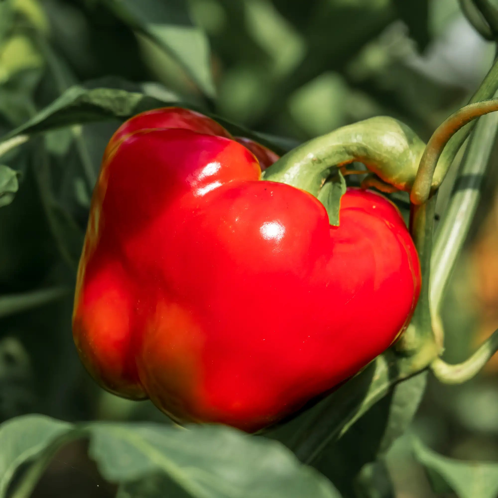 Pepper Sweet 'Super Red Pimento'