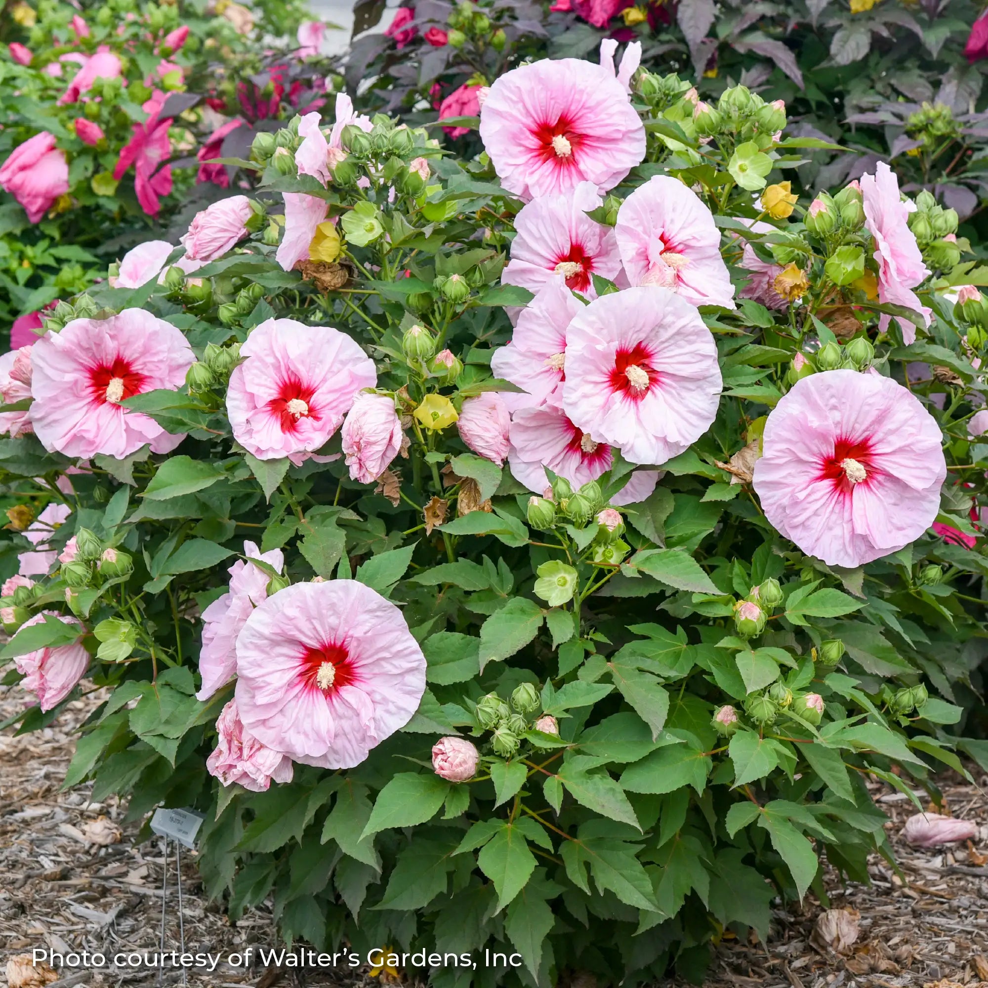 Light Pink Perennial Hibiscus with Red center in a garden.