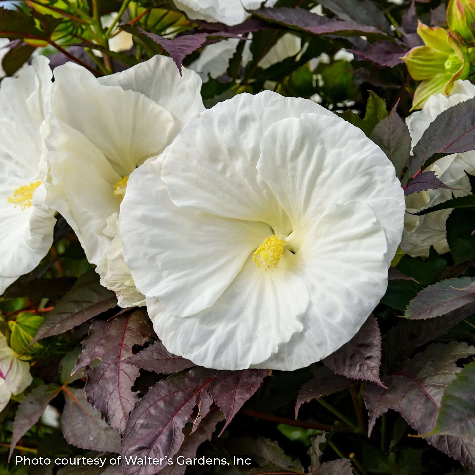 Close-up of White Perennial Hibiscus with Dark leaves.
