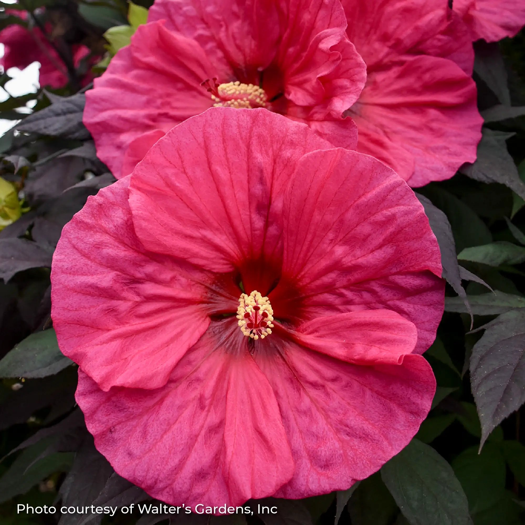 Close-up of Pink Perennial Hibiscus
