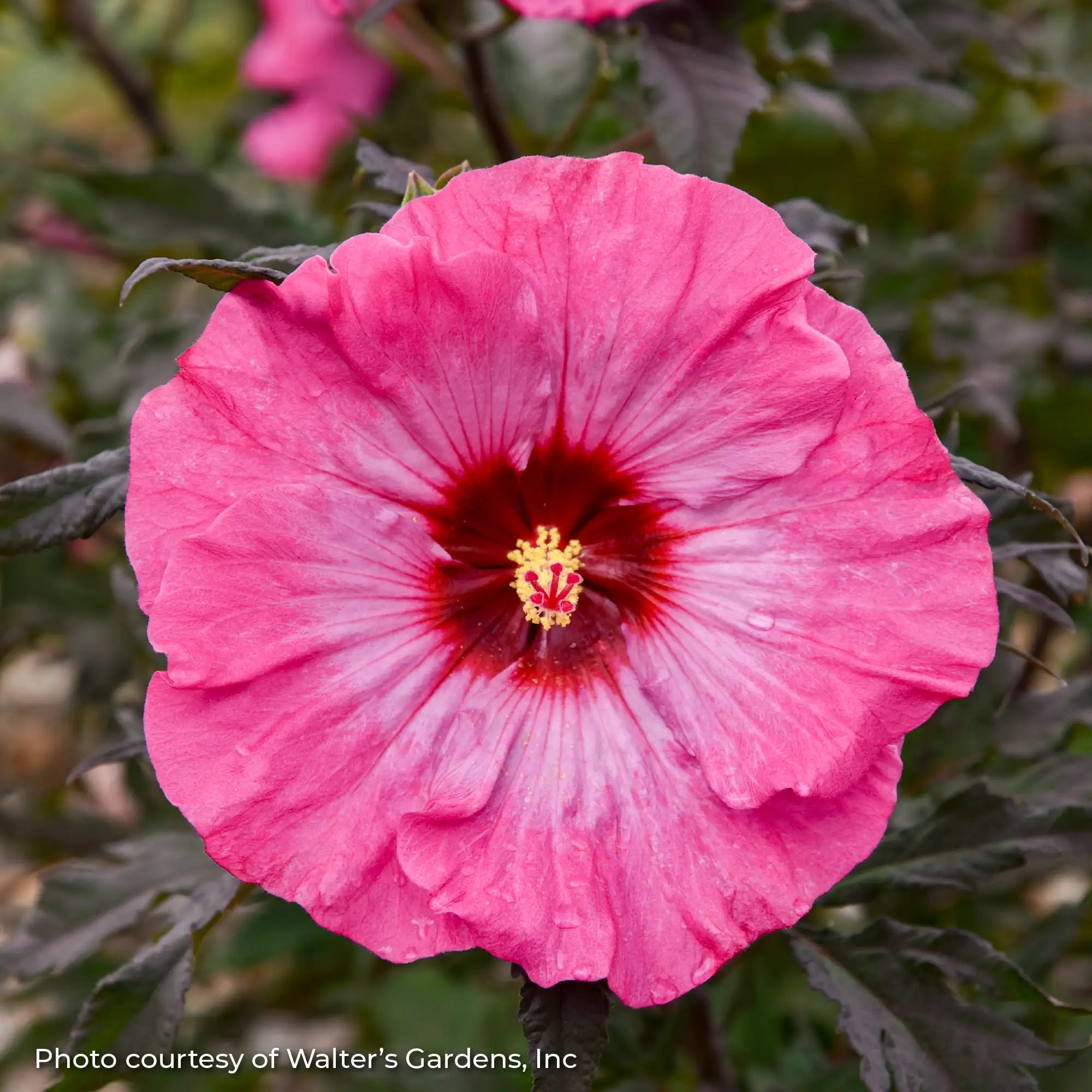 Close-up of Pink Perennial Hibiscus