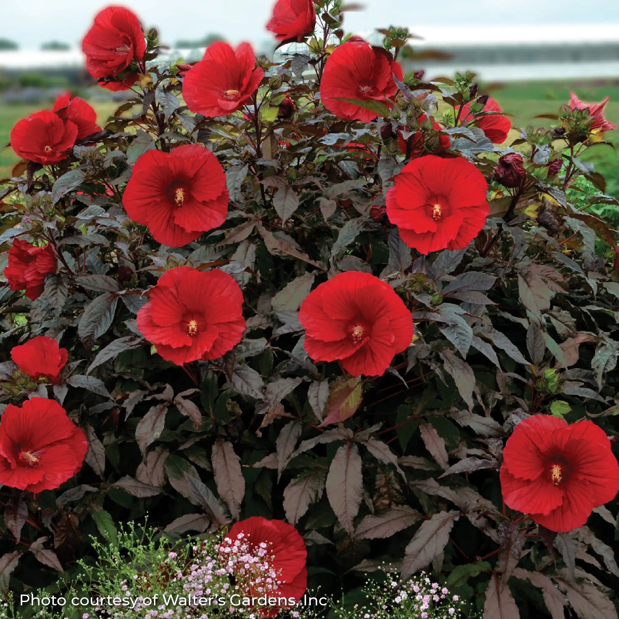 Red Perennial Hibiscus with Dark leaves in a garden.