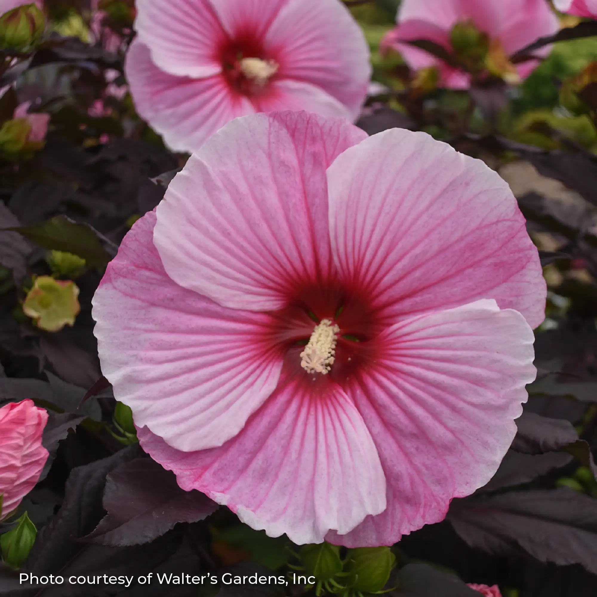 Close-up of a Light Pink Perennial Hibiscus in a garden.