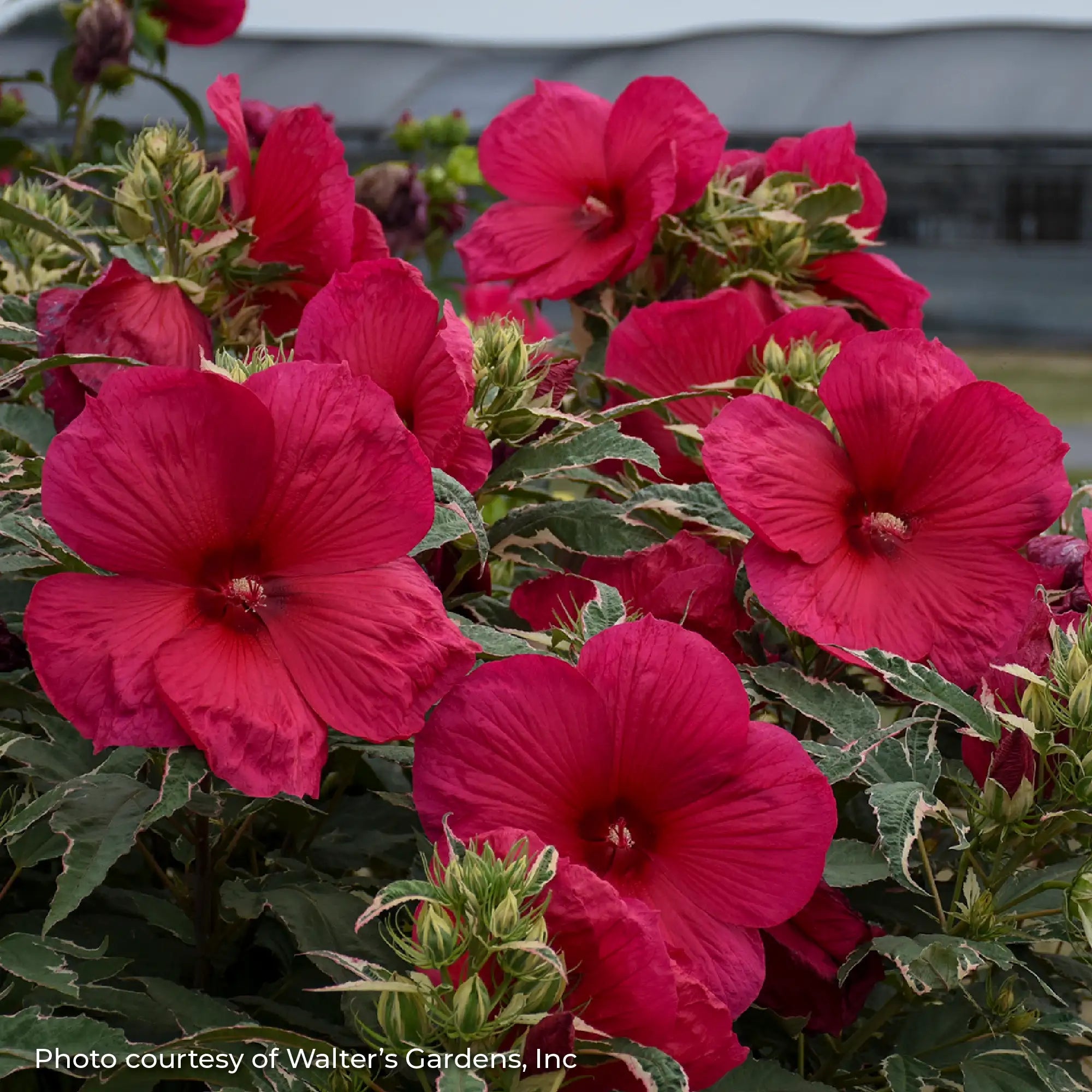 Dark Pink Perennial Hibiscus with variegated leaves in a garden.