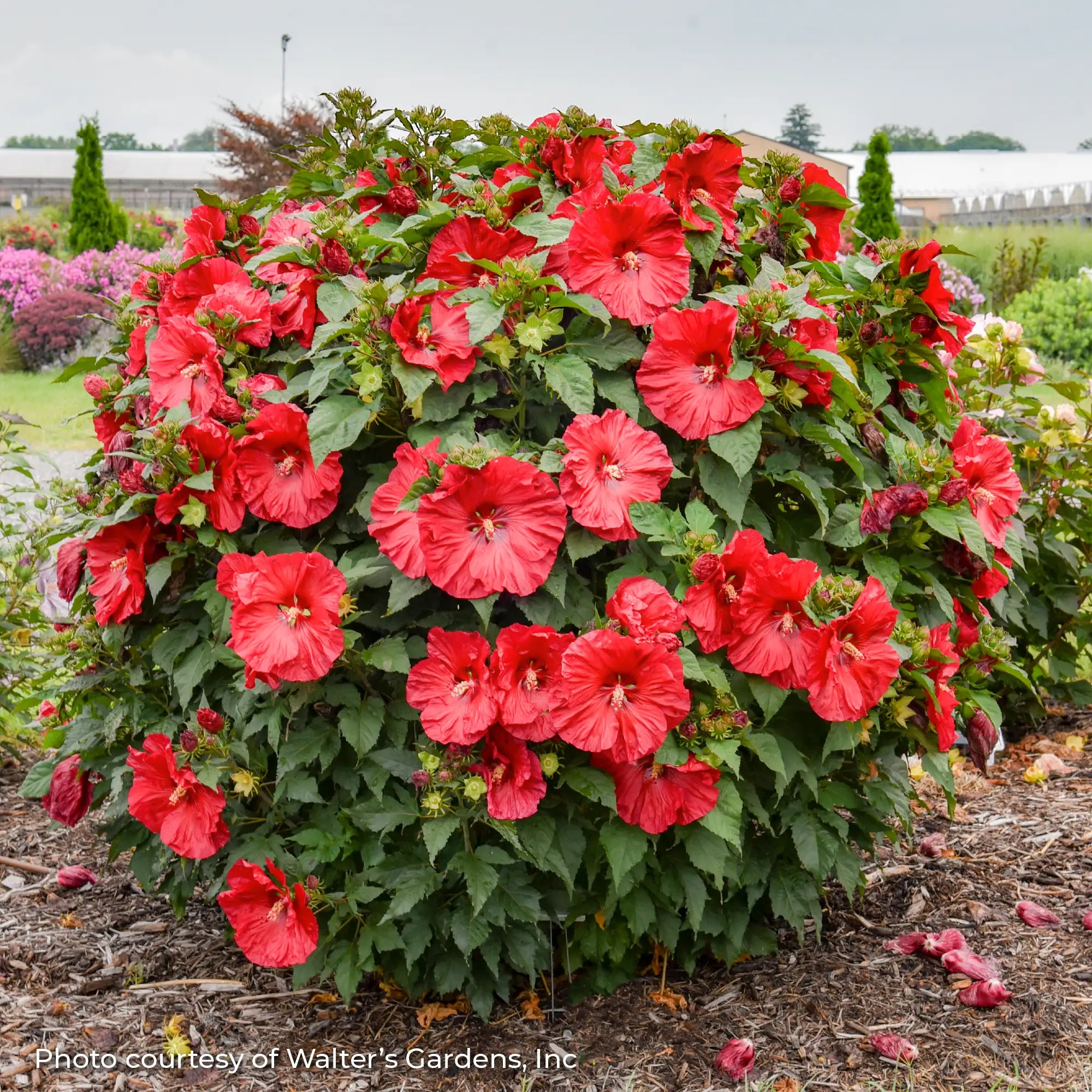 Dark Red Perennial Hibiscus in a garden.