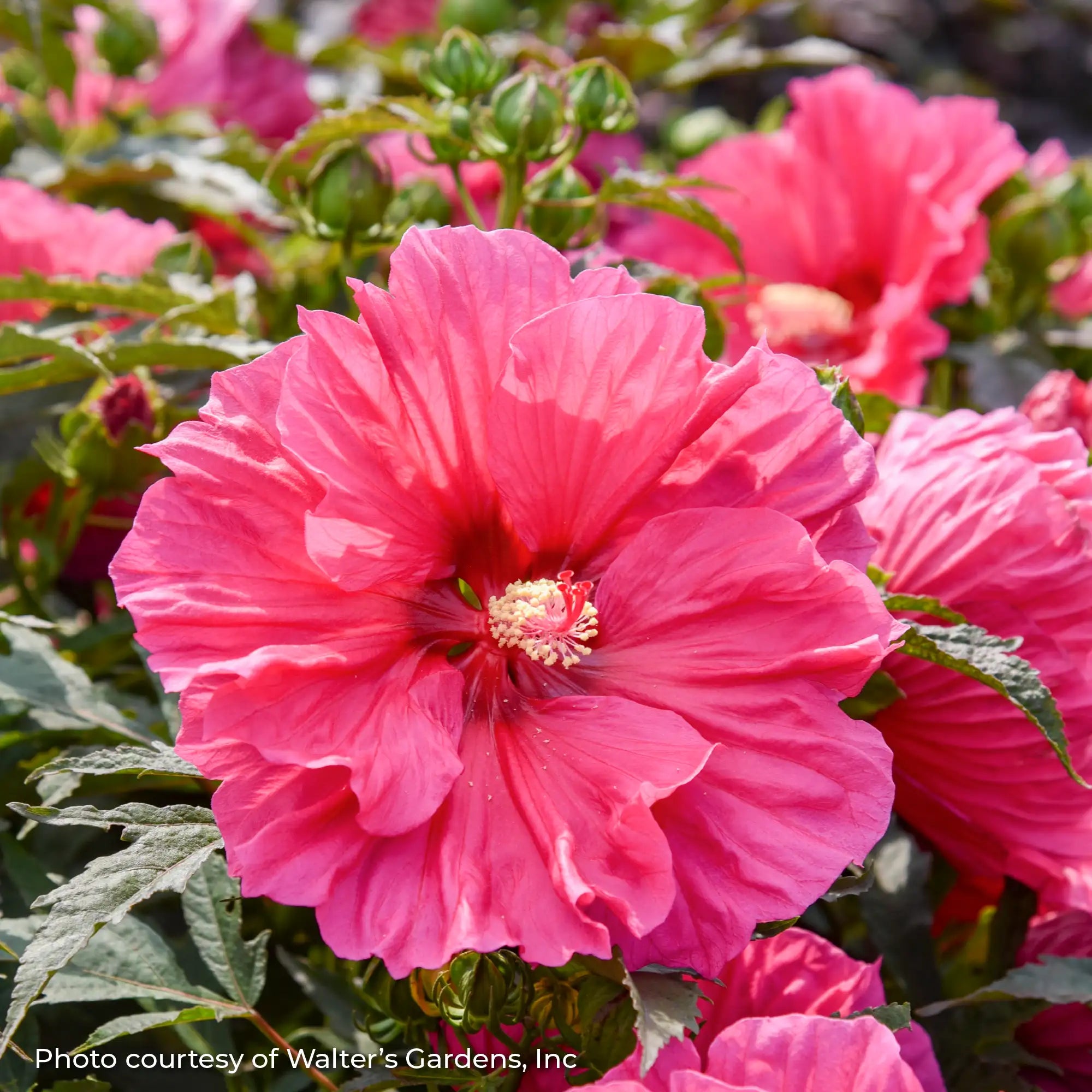 Close-up of a Hot Pink Perennial Hibiscus