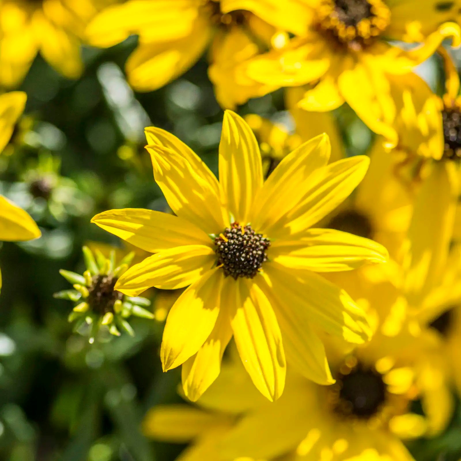 Perennial Sunflower 'Autumn Gold'