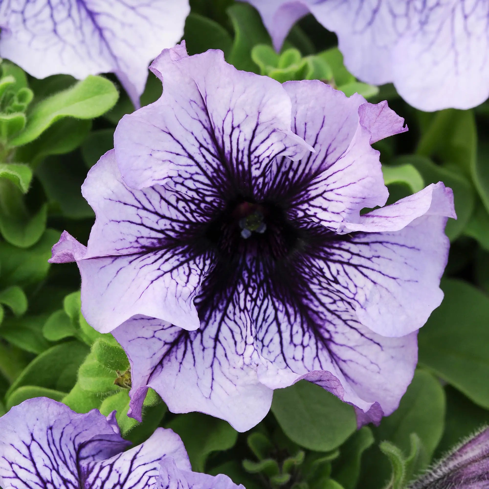 Petunia 'Daddy® Blue'