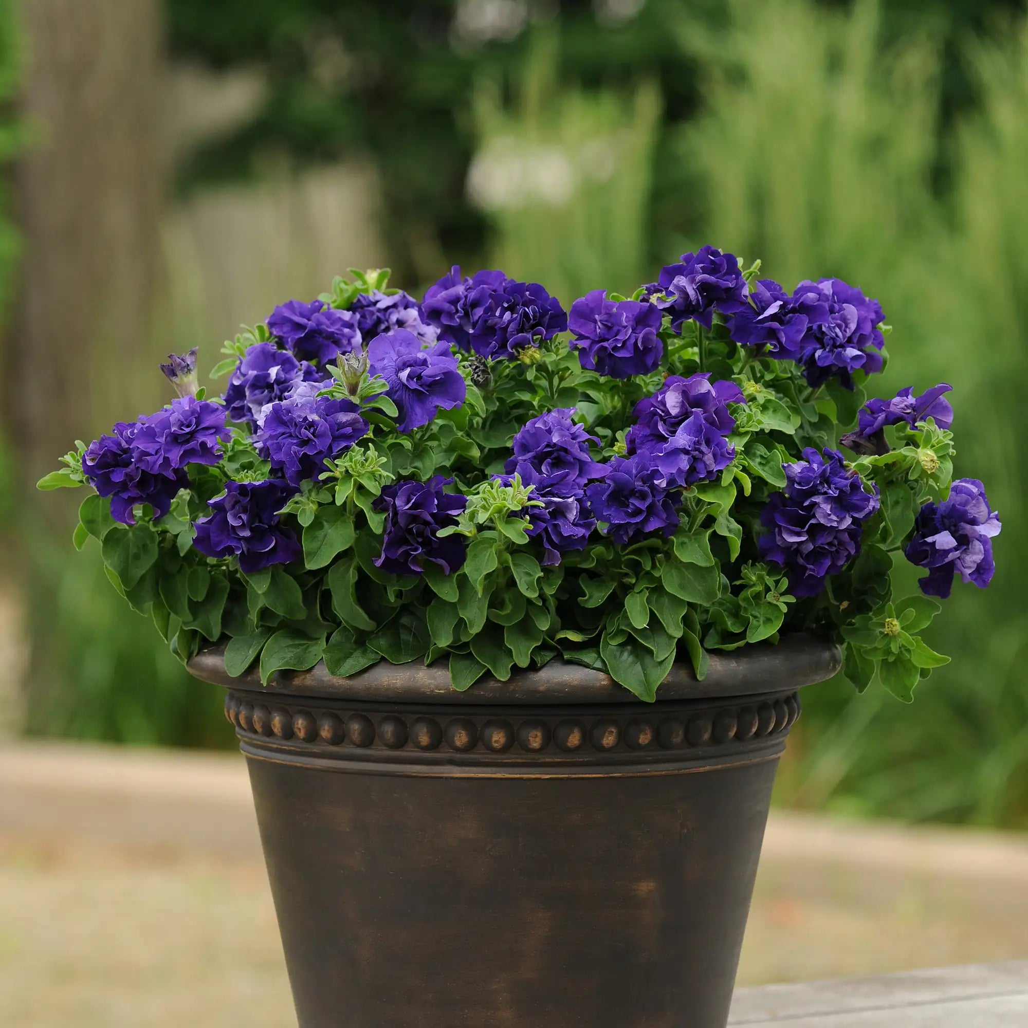 Petunia 'Double Cascade Blue'