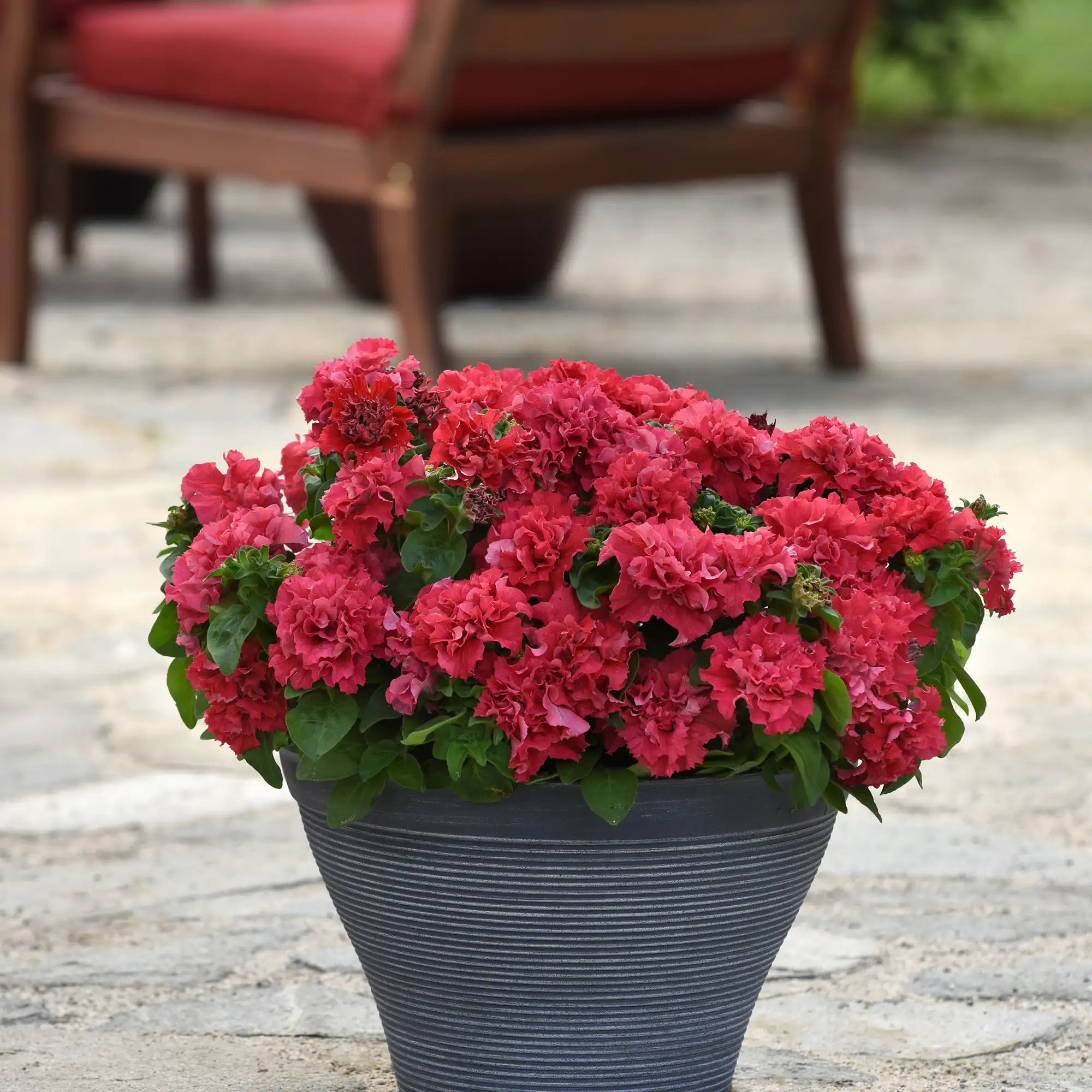 Petunia 'Double Cascade Valentine'