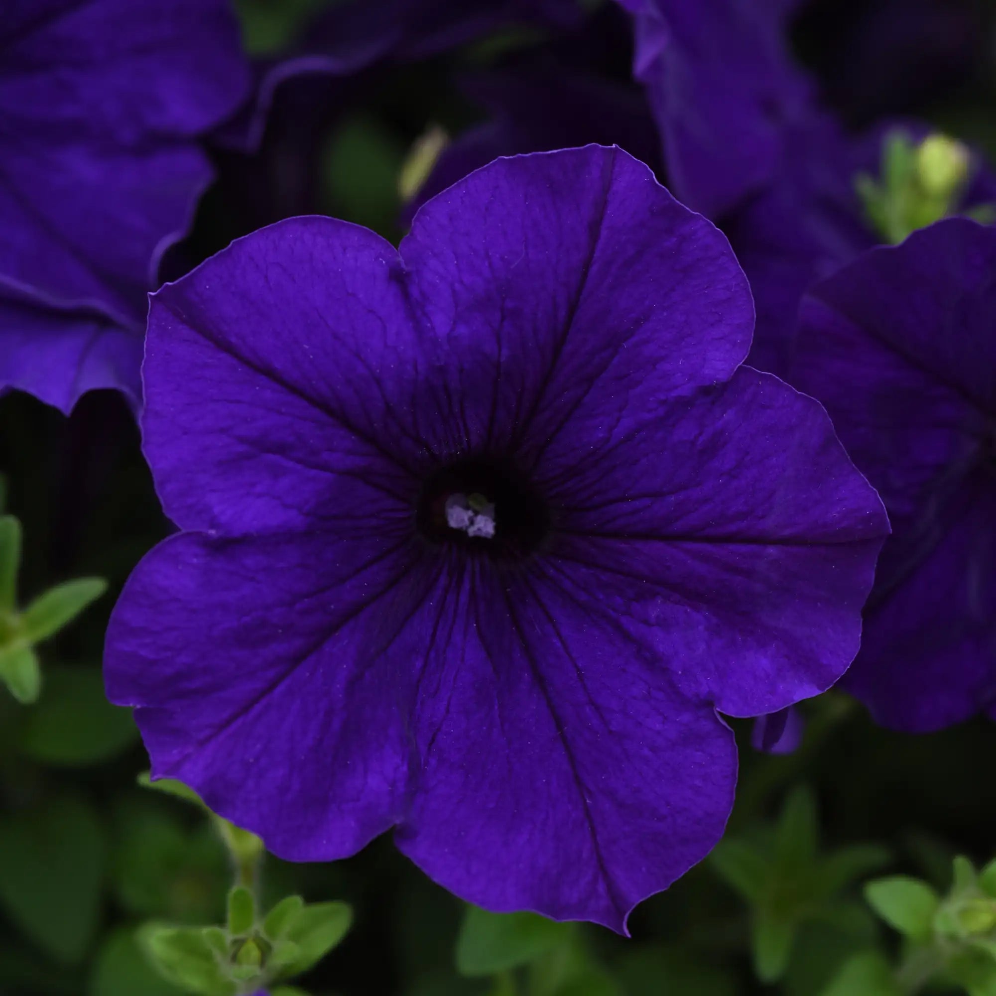 Petunia 'E3 Easy Wave® Blue'