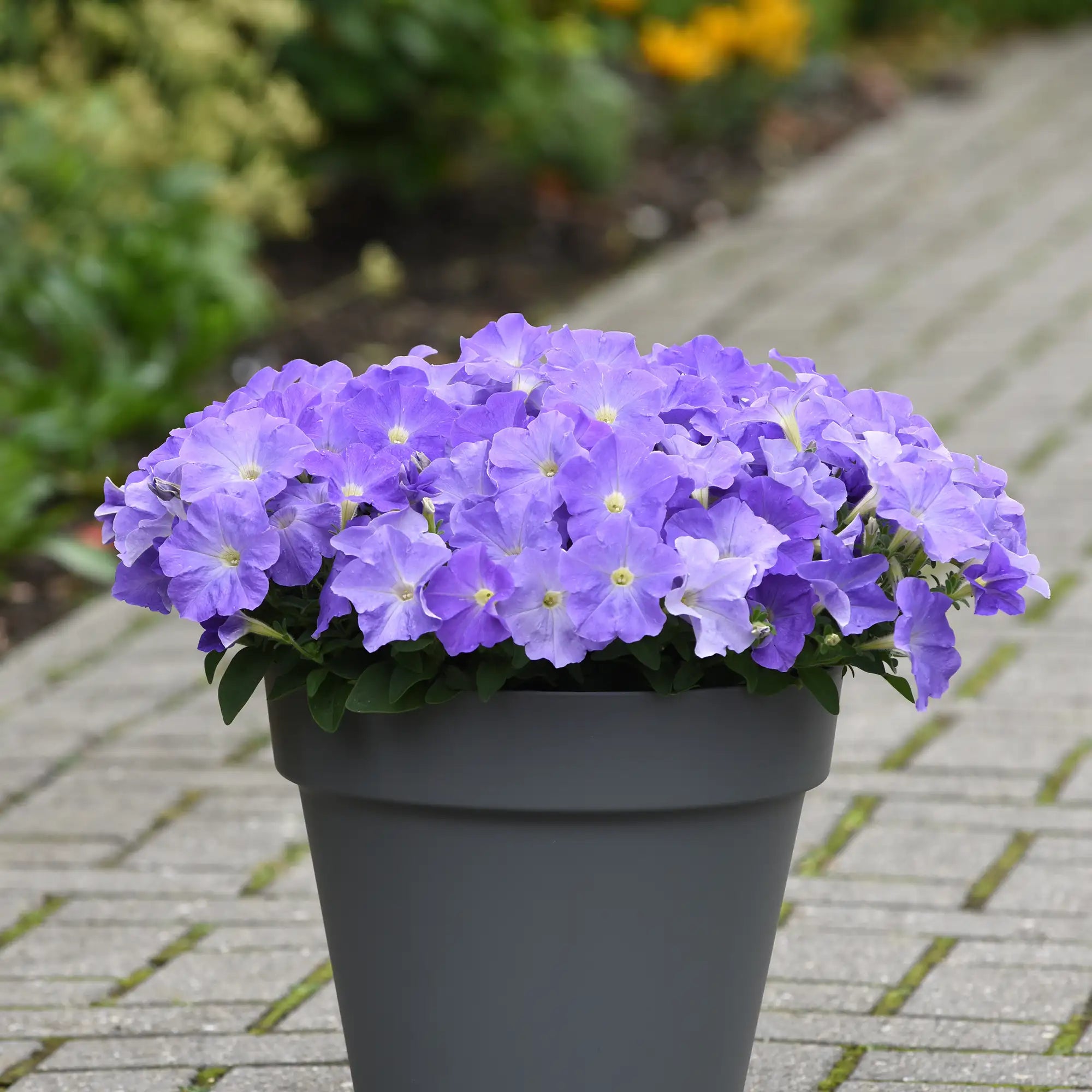 Petunia 'E3 Easy Wave® Sky Blue'