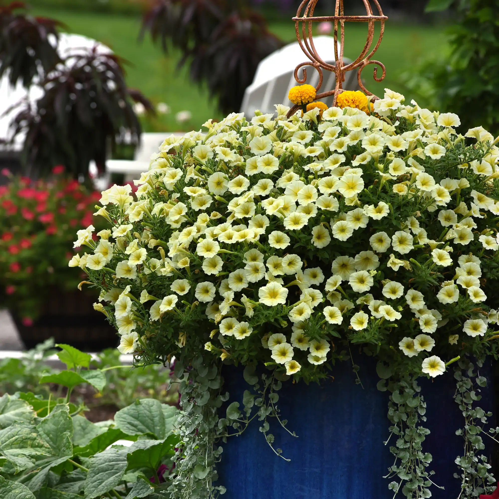 Petunia 'E3 Easy Wave® Yellow'