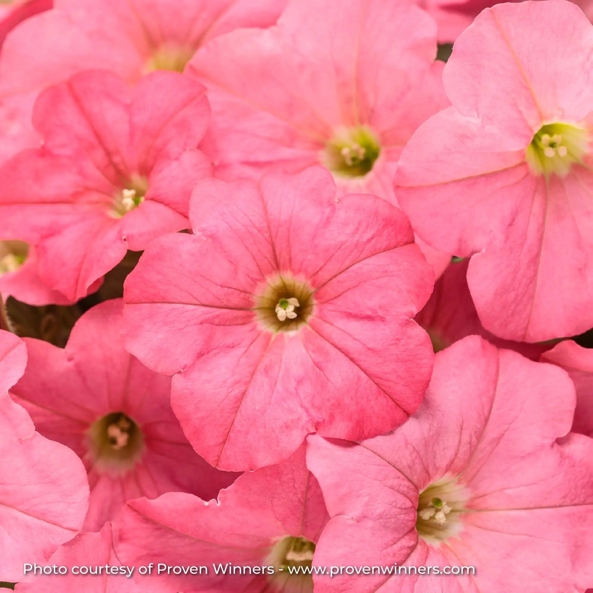 Petunia 'Supertunia® Bermuda Beach®'