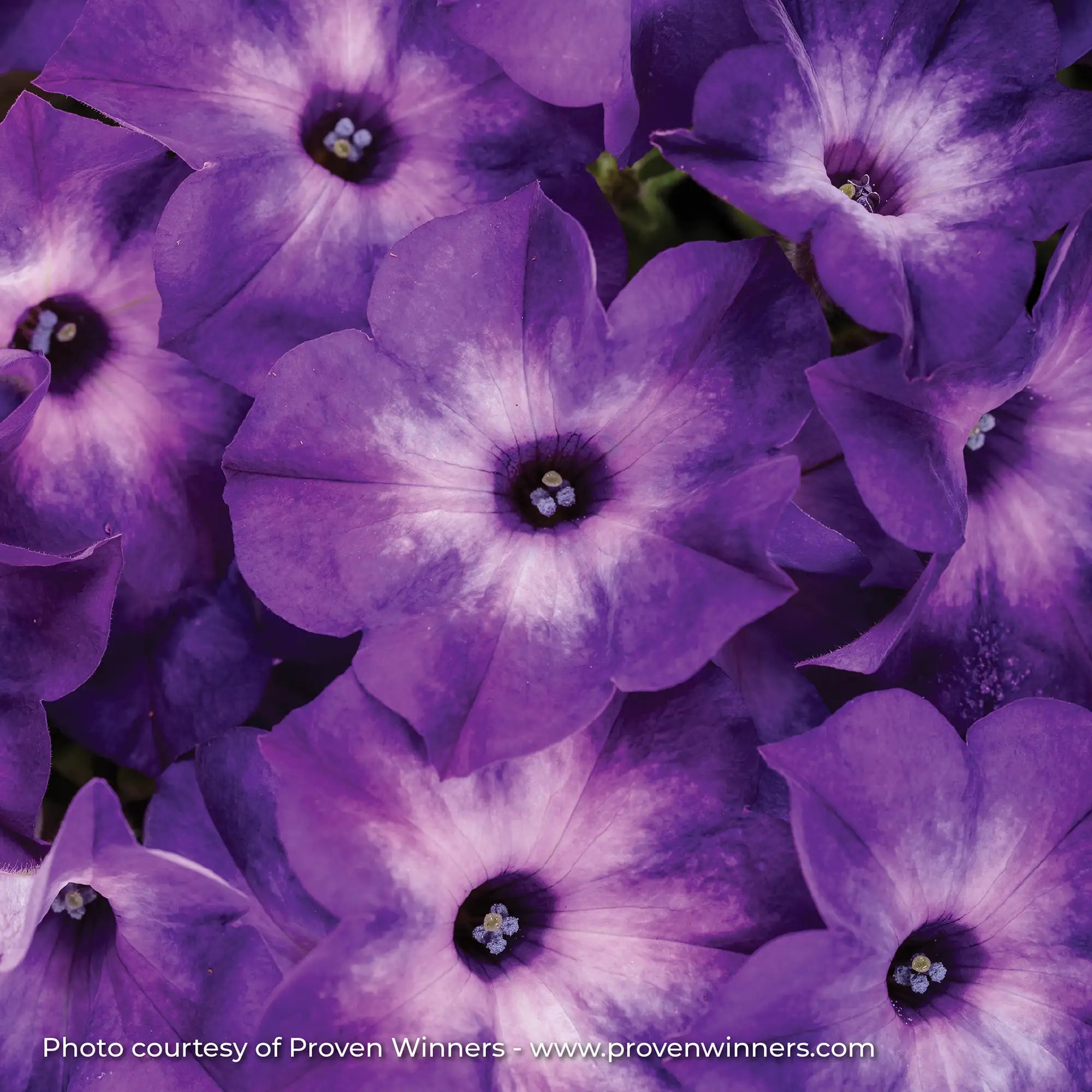 Petunia 'Supertunia® Blue Tiara™'