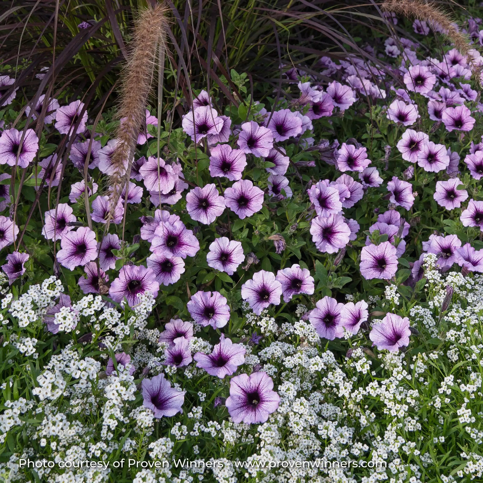 Petunia 'Supertunia® Bordeaux™'