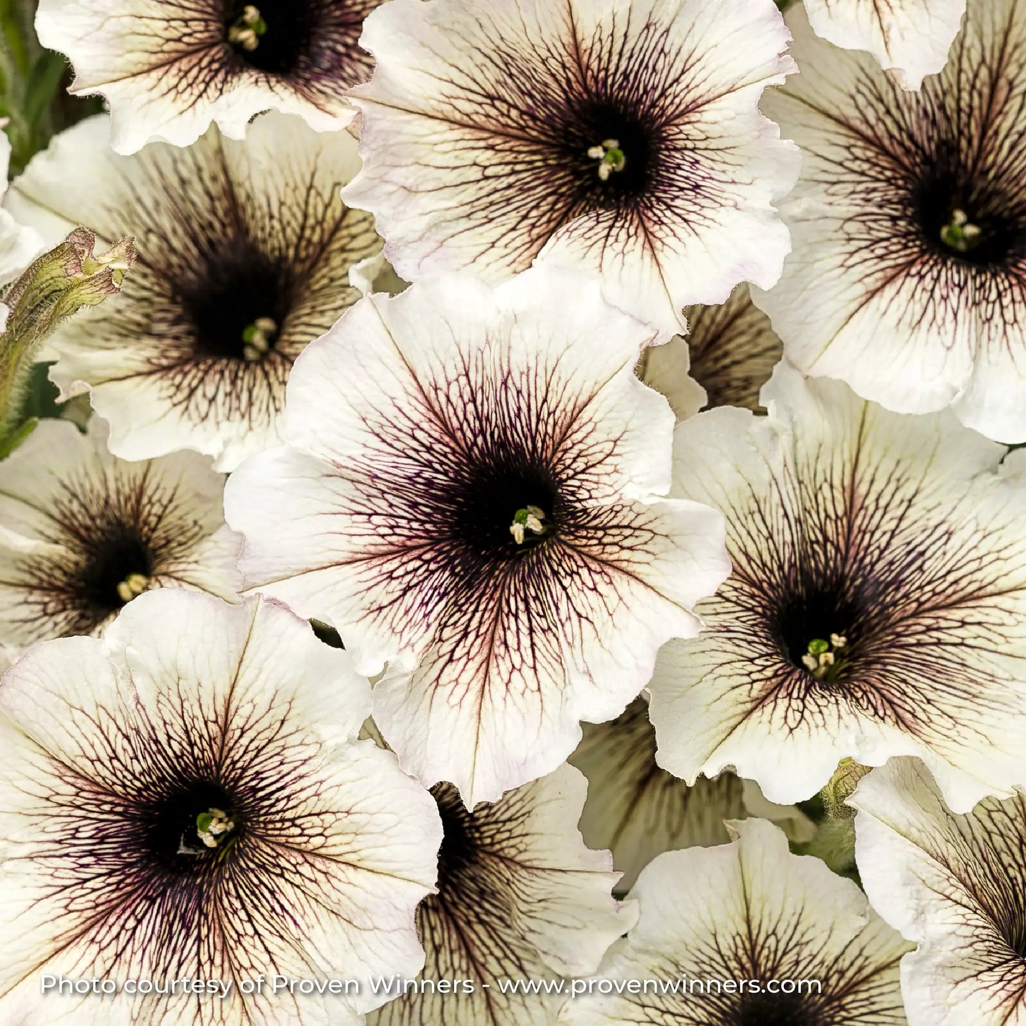 Petunia 'Supertunia® Latte™'