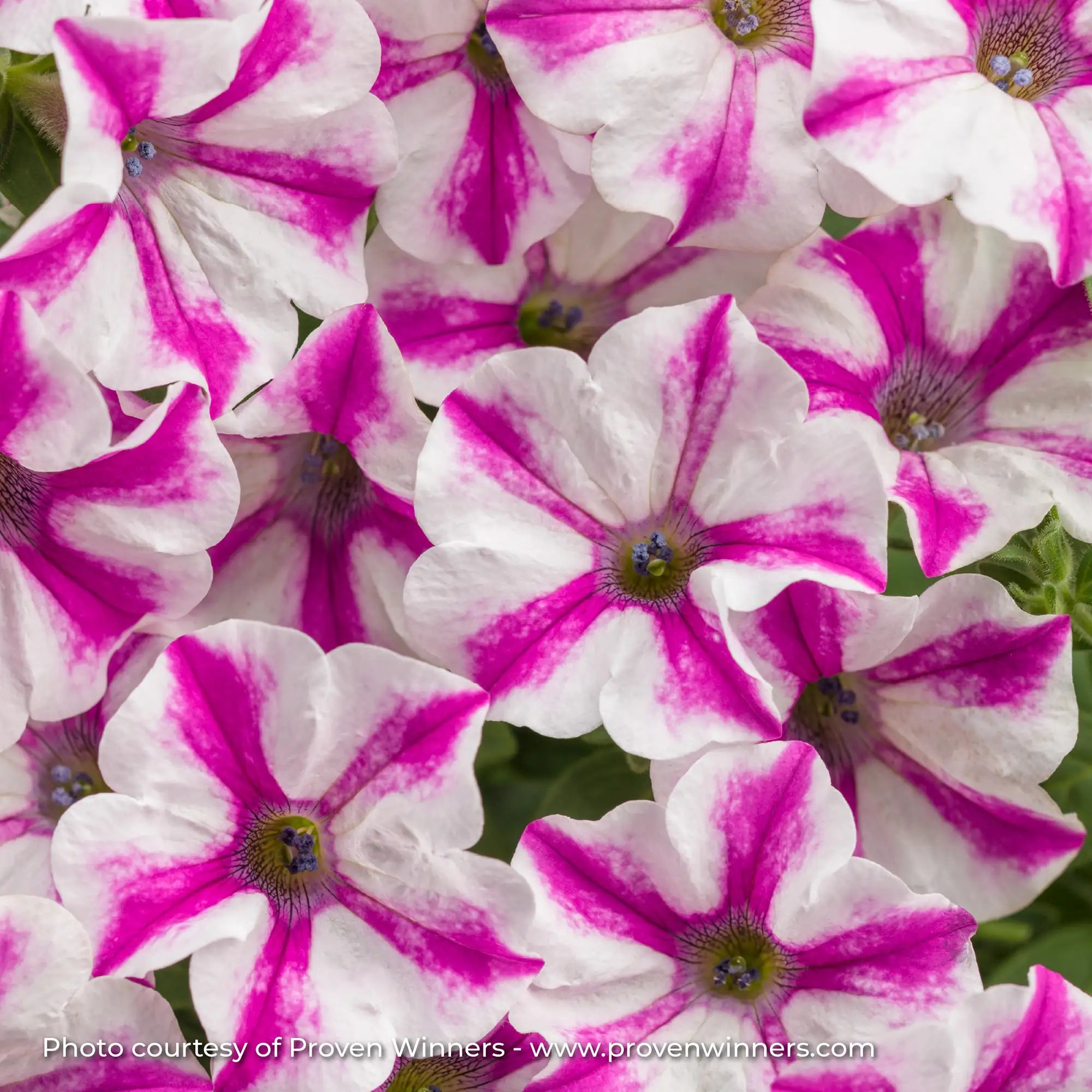Petunia 'Supertunia® Lovie Dovie™'