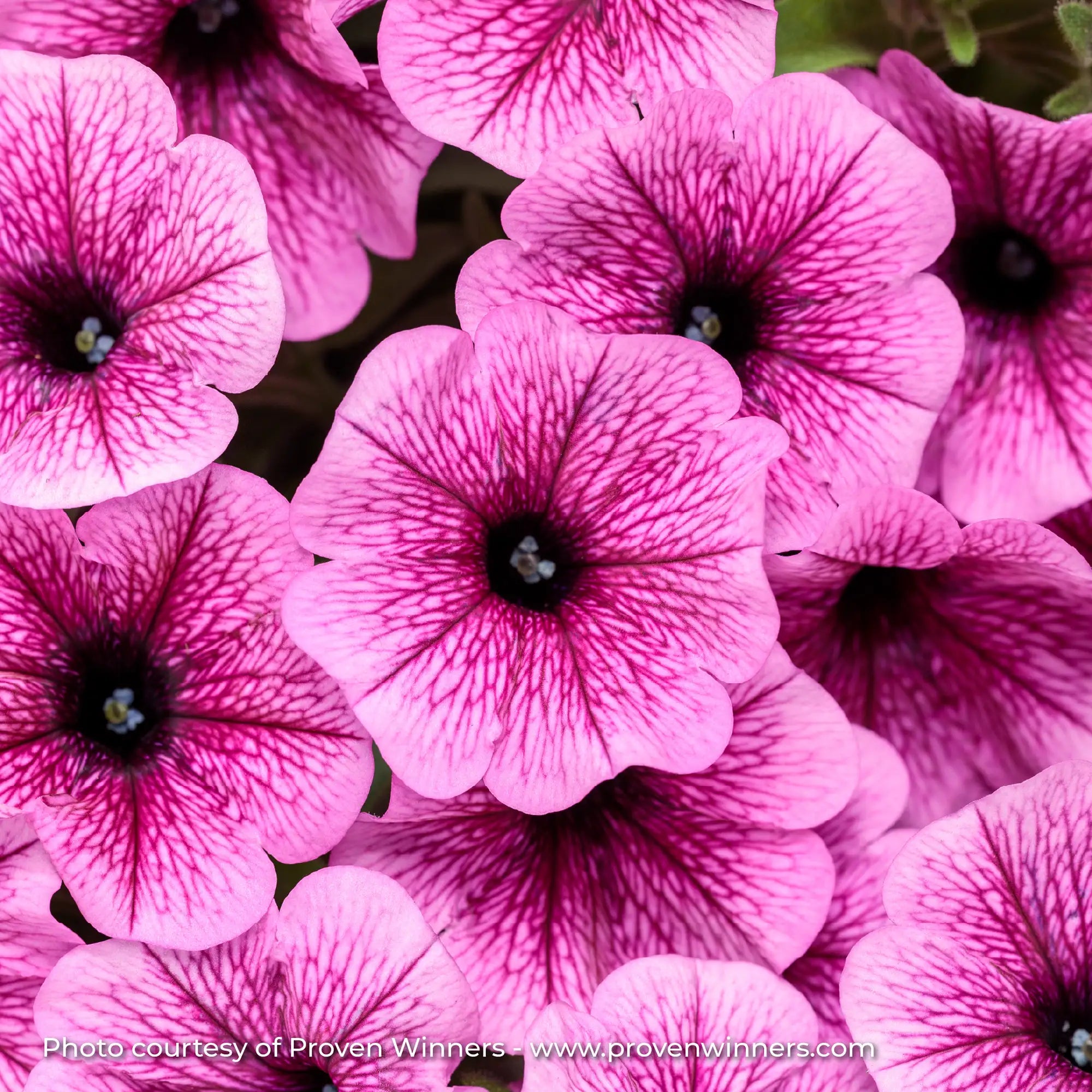 Petunia 'Supertunia Mini Vista® Plum Veined'