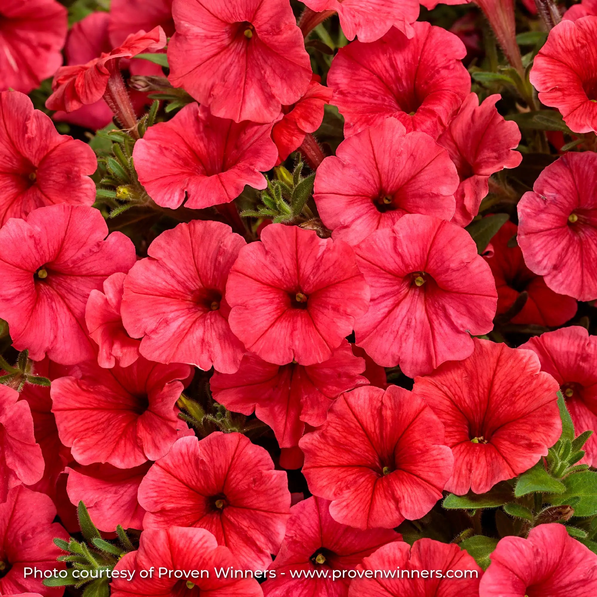 Petunia 'Supertunia Mini Vista® Scarlet'