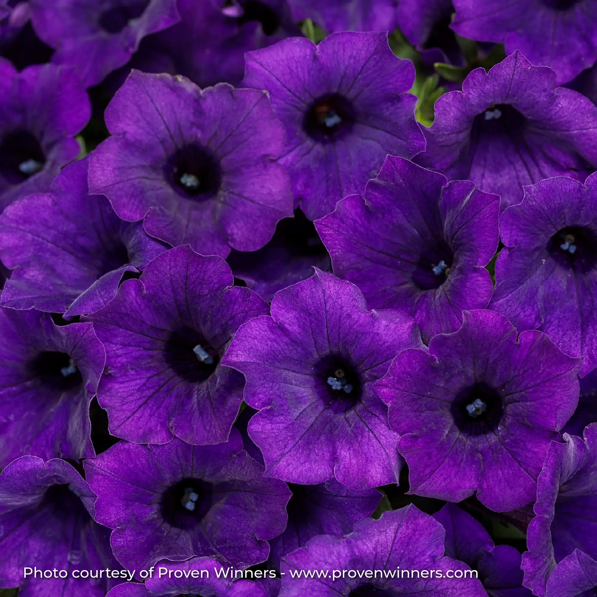 Petunia 'Supertunia Mini Vista® Ultramarine'