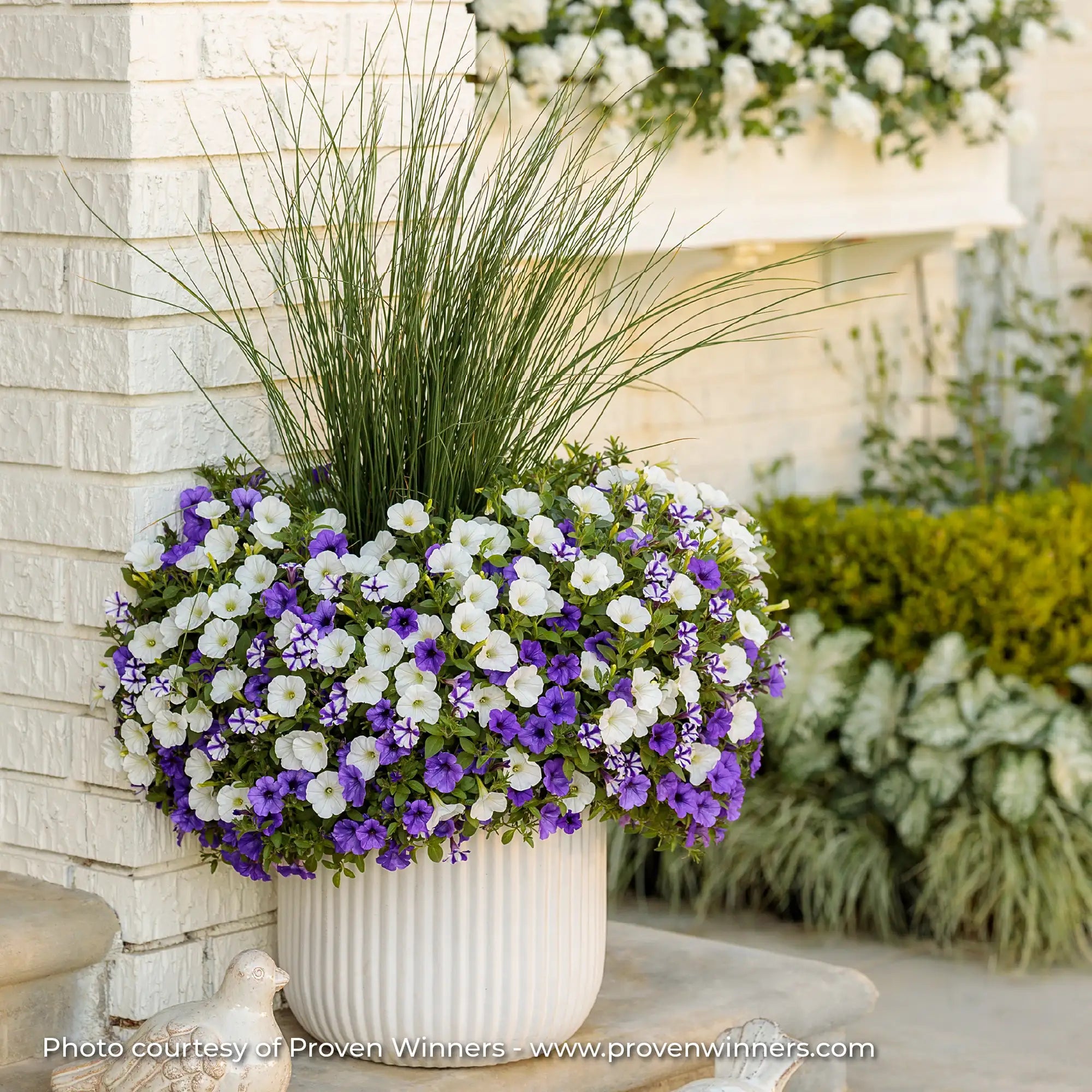 Petunia 'Supertunia Mini Vista® White'