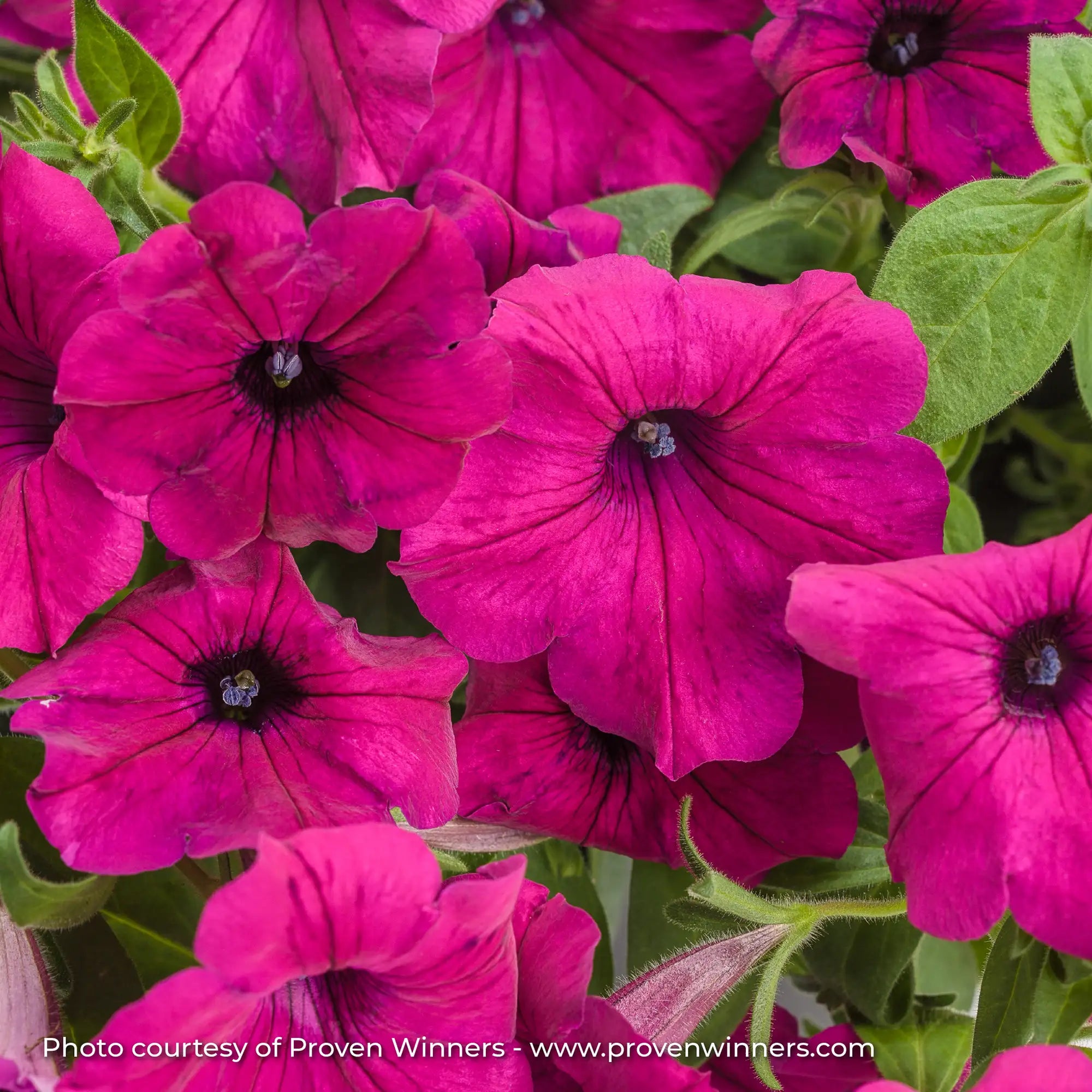 Petunia 'Supertunia® Royal Magenta®'