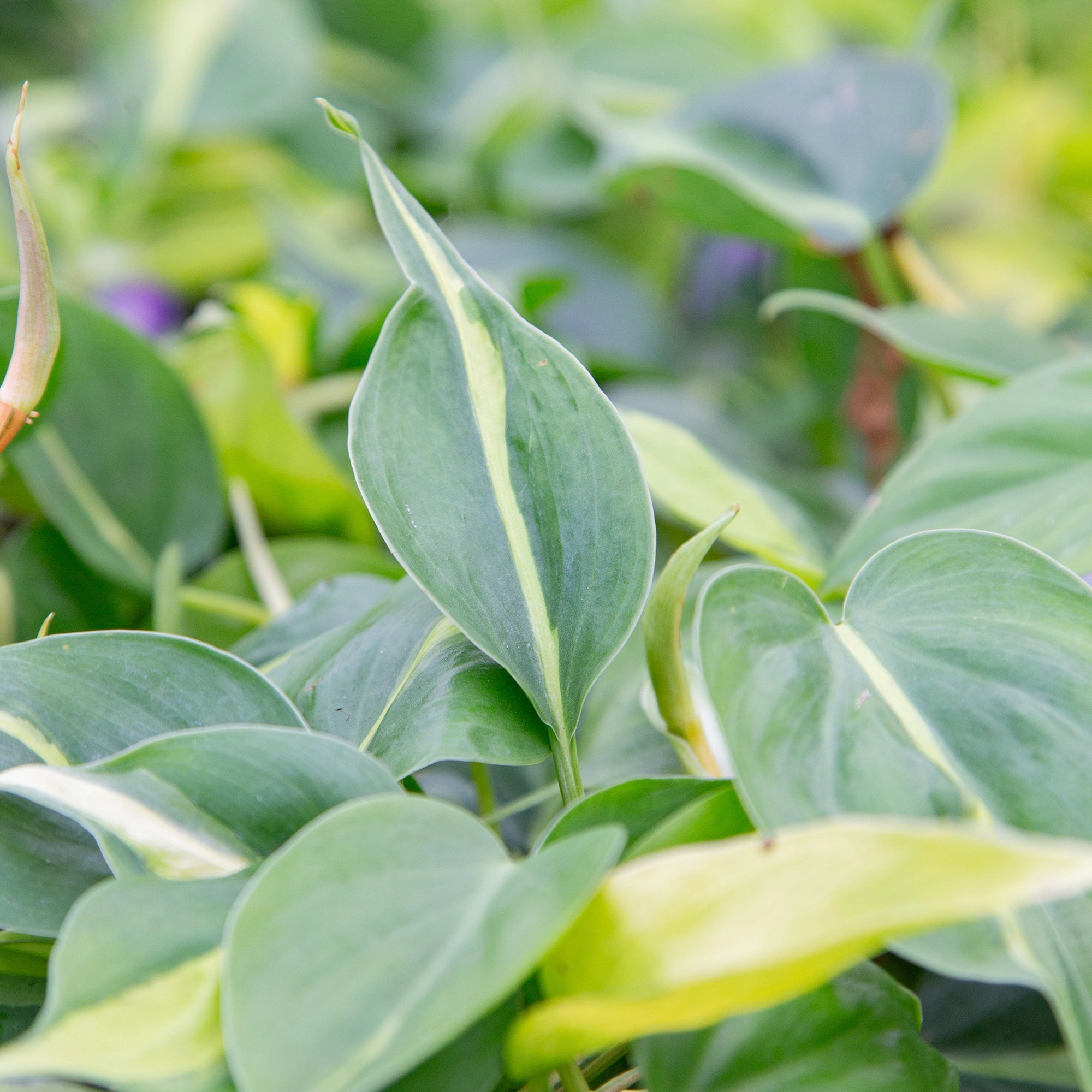 Philodendron Heartleaf 'Brazil'