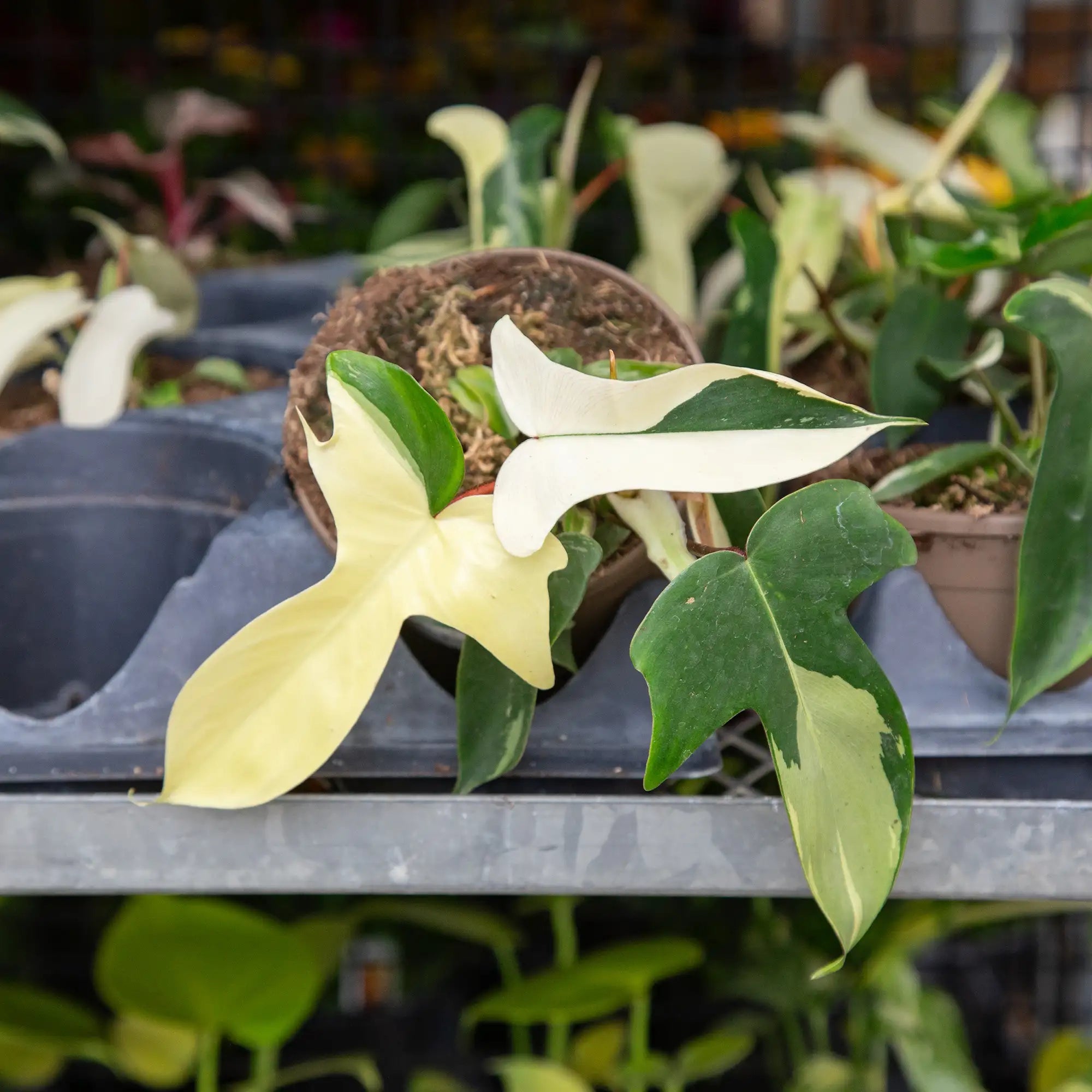 Philodendron 'Florida Beauty Albo'