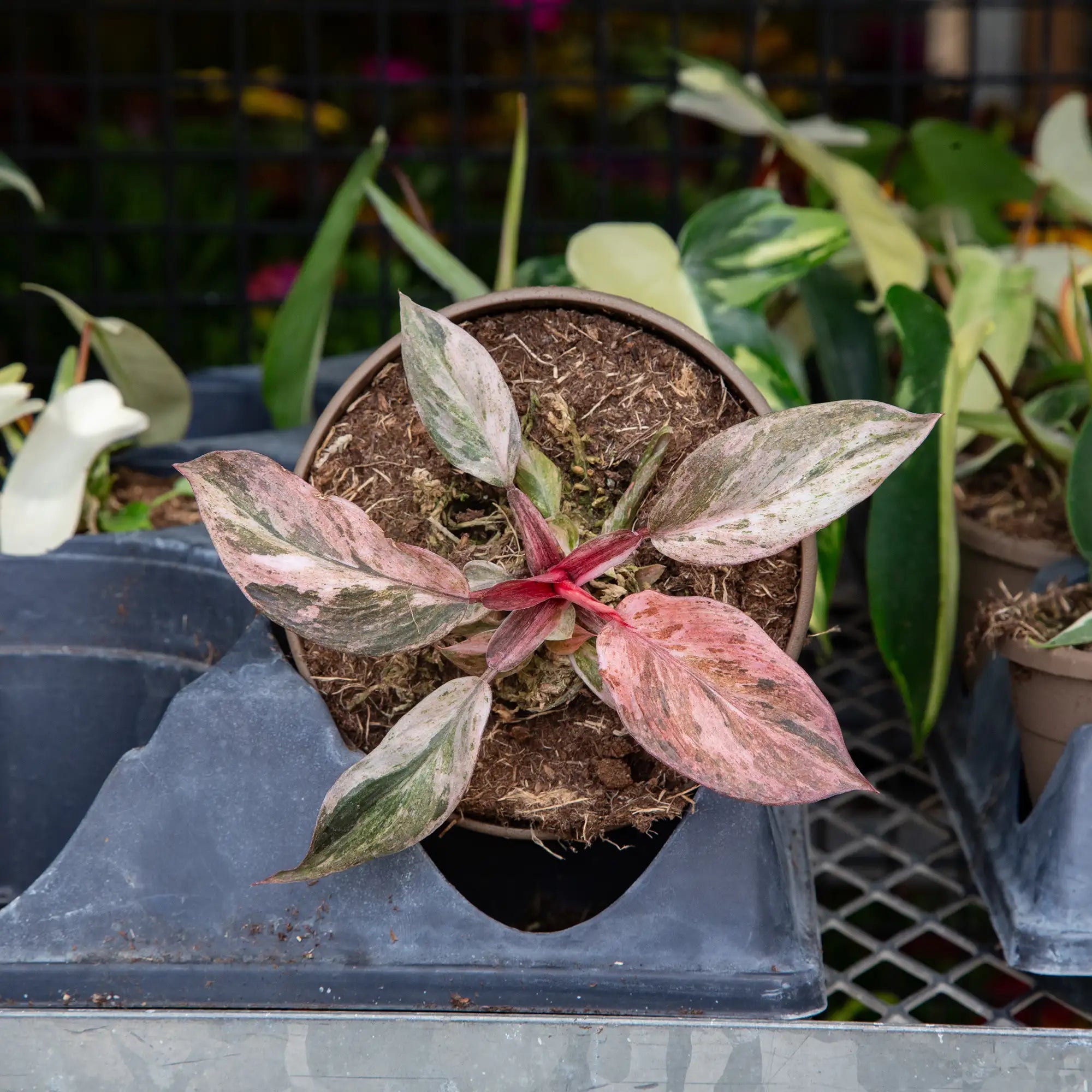Philodendron 'Red Pheonix'