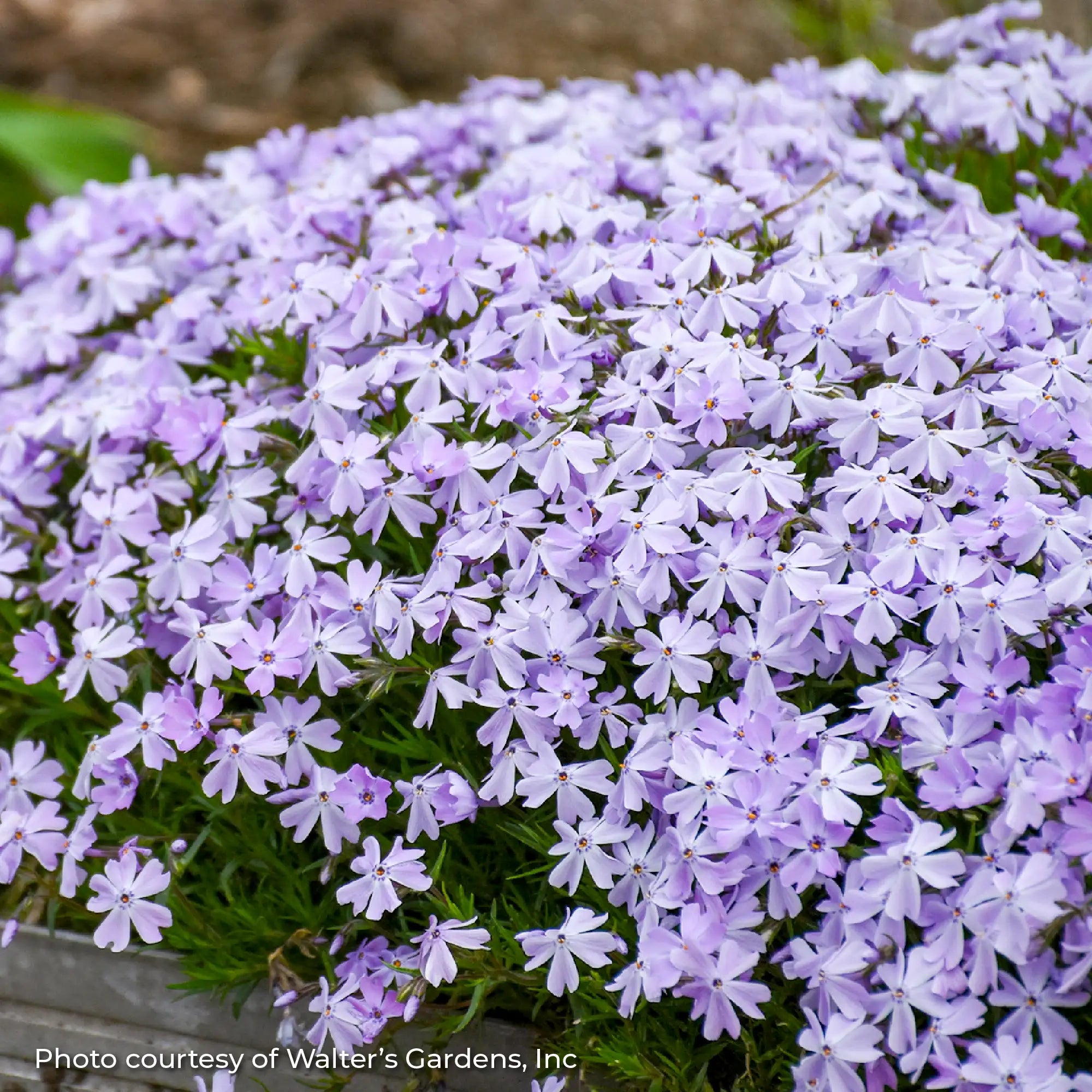 Phlox Creeping 'Blue Emerald'