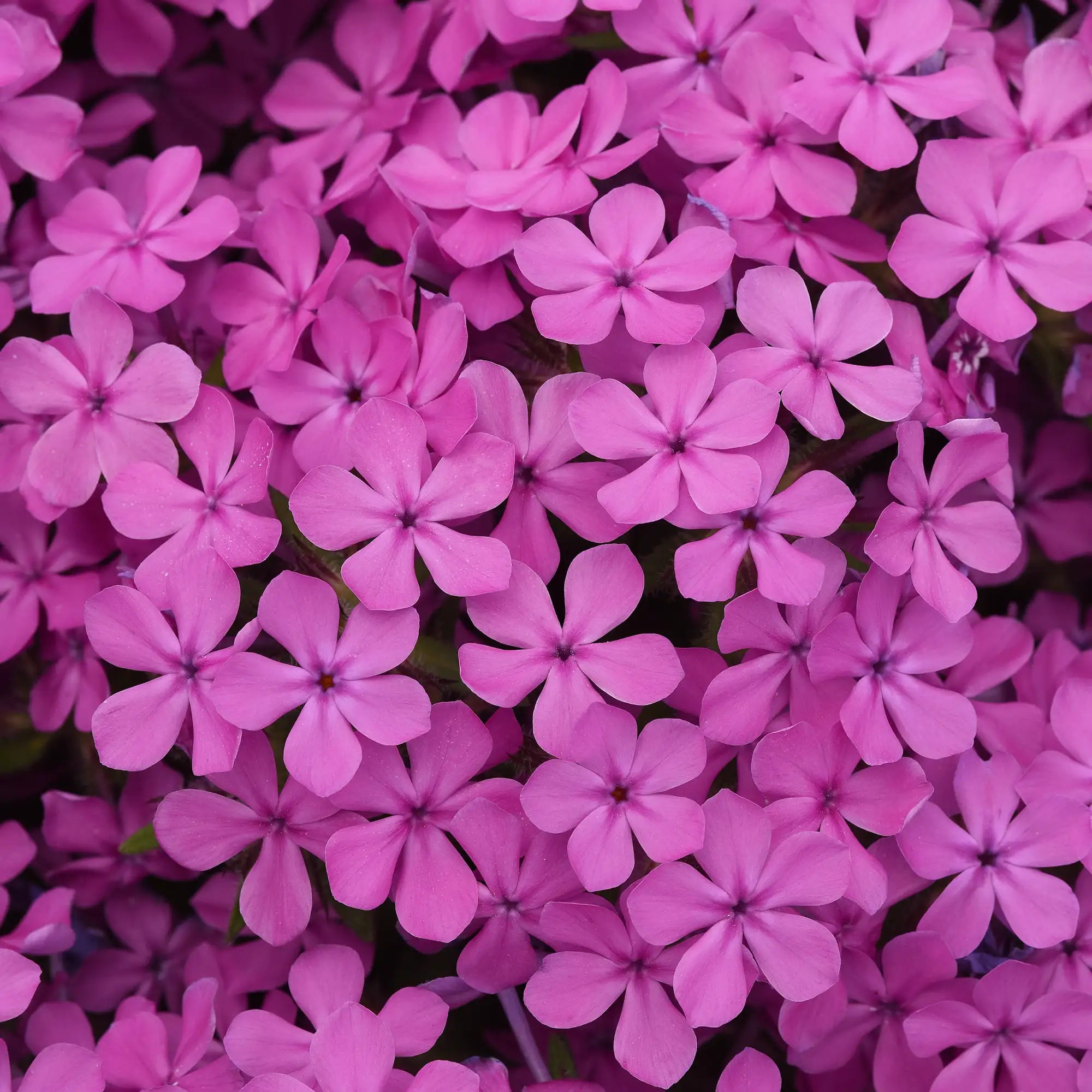 Phlox Mounding Candy Cloud™ 'Dark Pink'