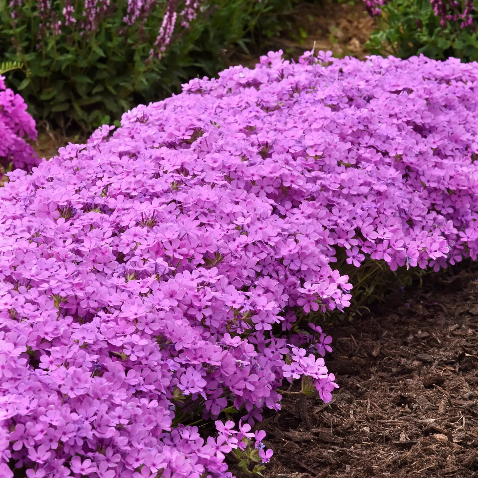 Phlox Mounding Candy Cloud™ 'Pink'