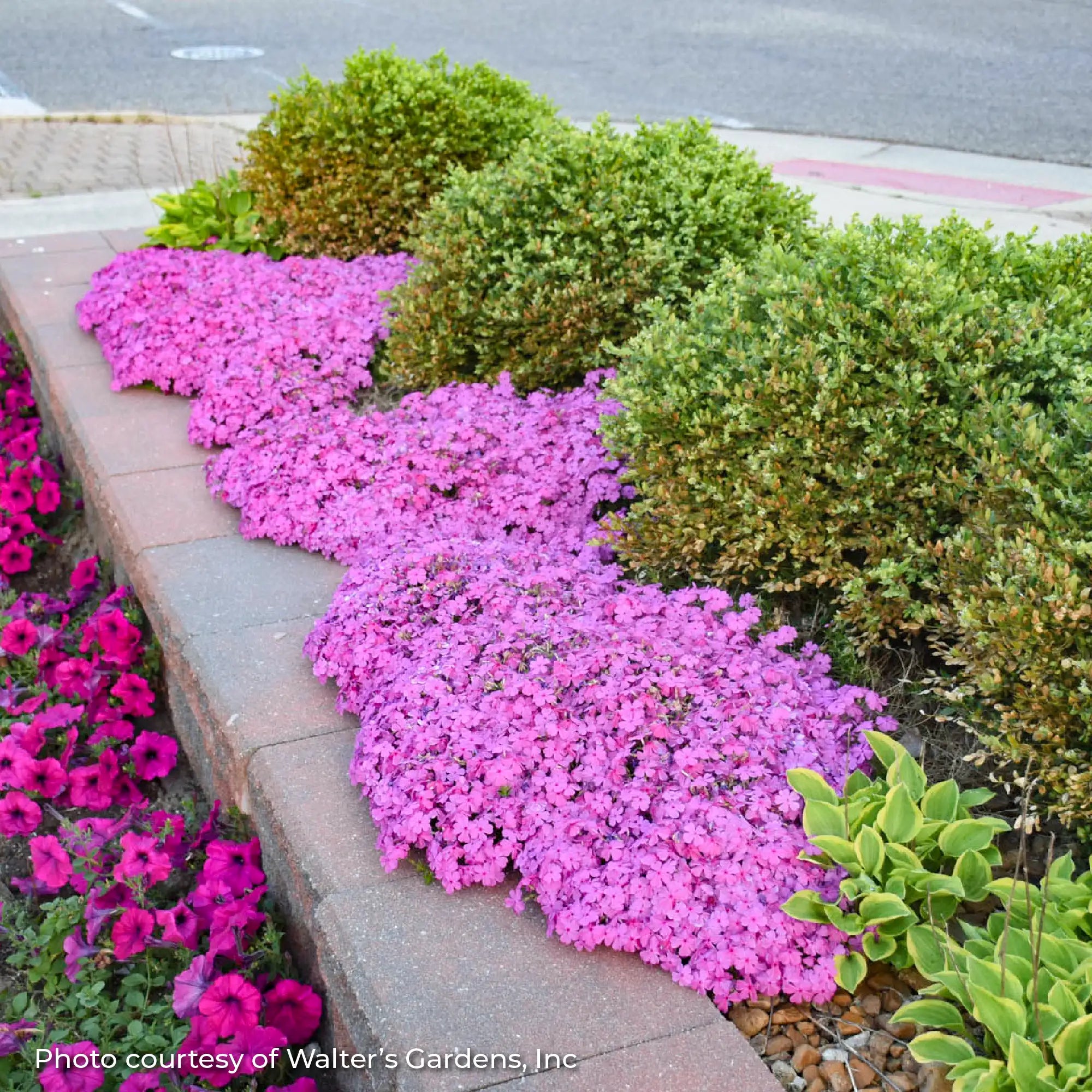 Phlox Creeping 'Drummond's Pink'