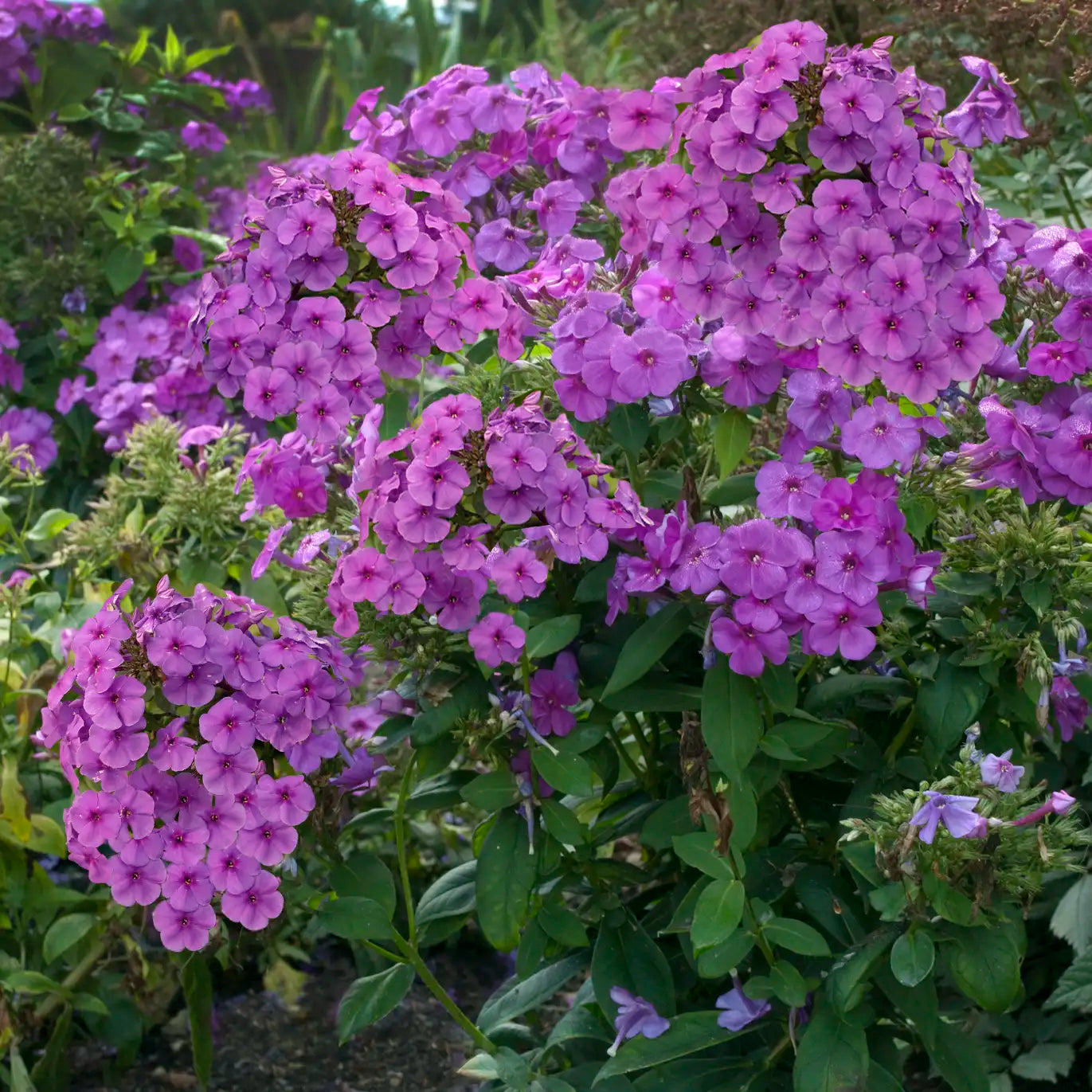 Phlox Garden Flame™ 'Purple'