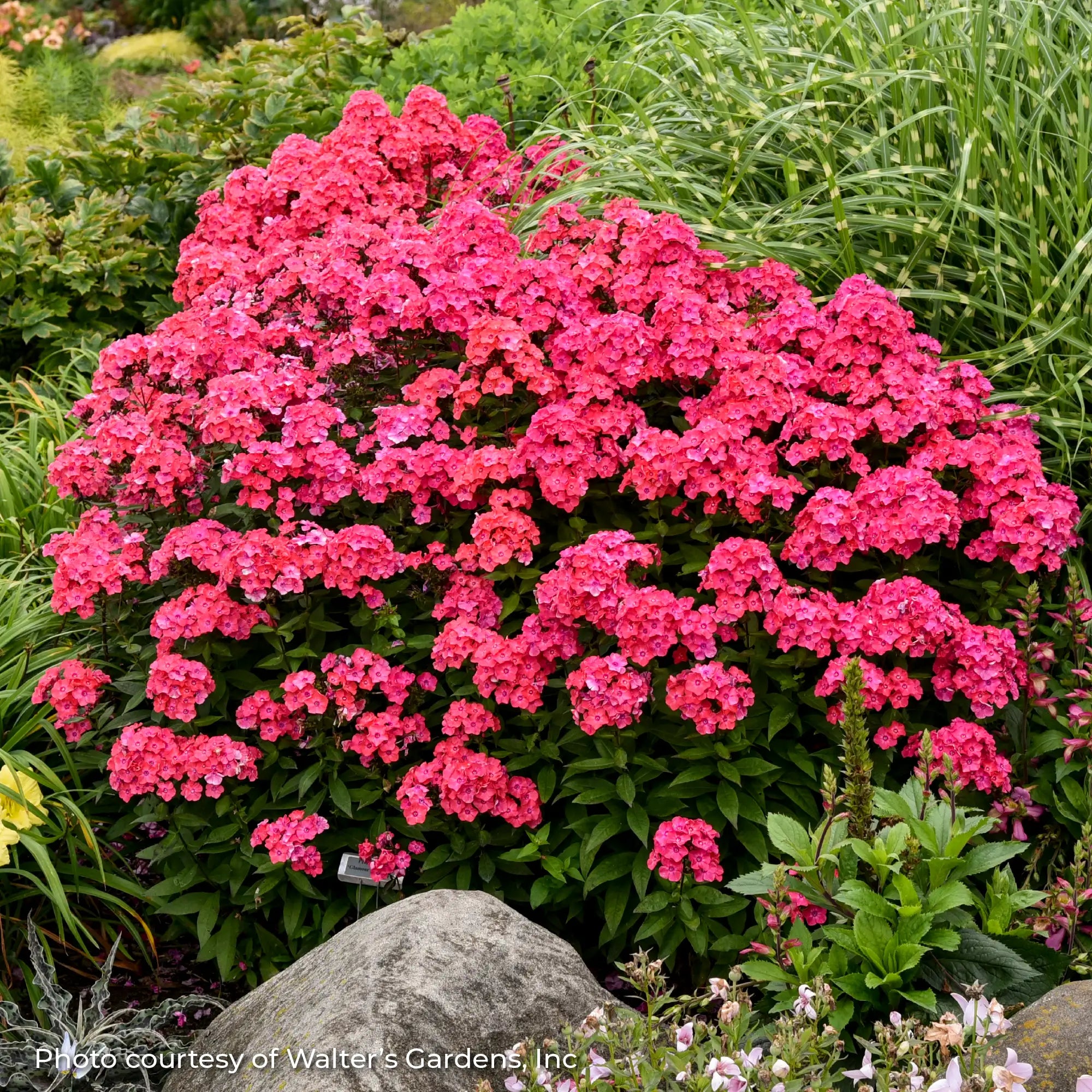Phlox Garden Garden Girls™ 'Glamour Girl'