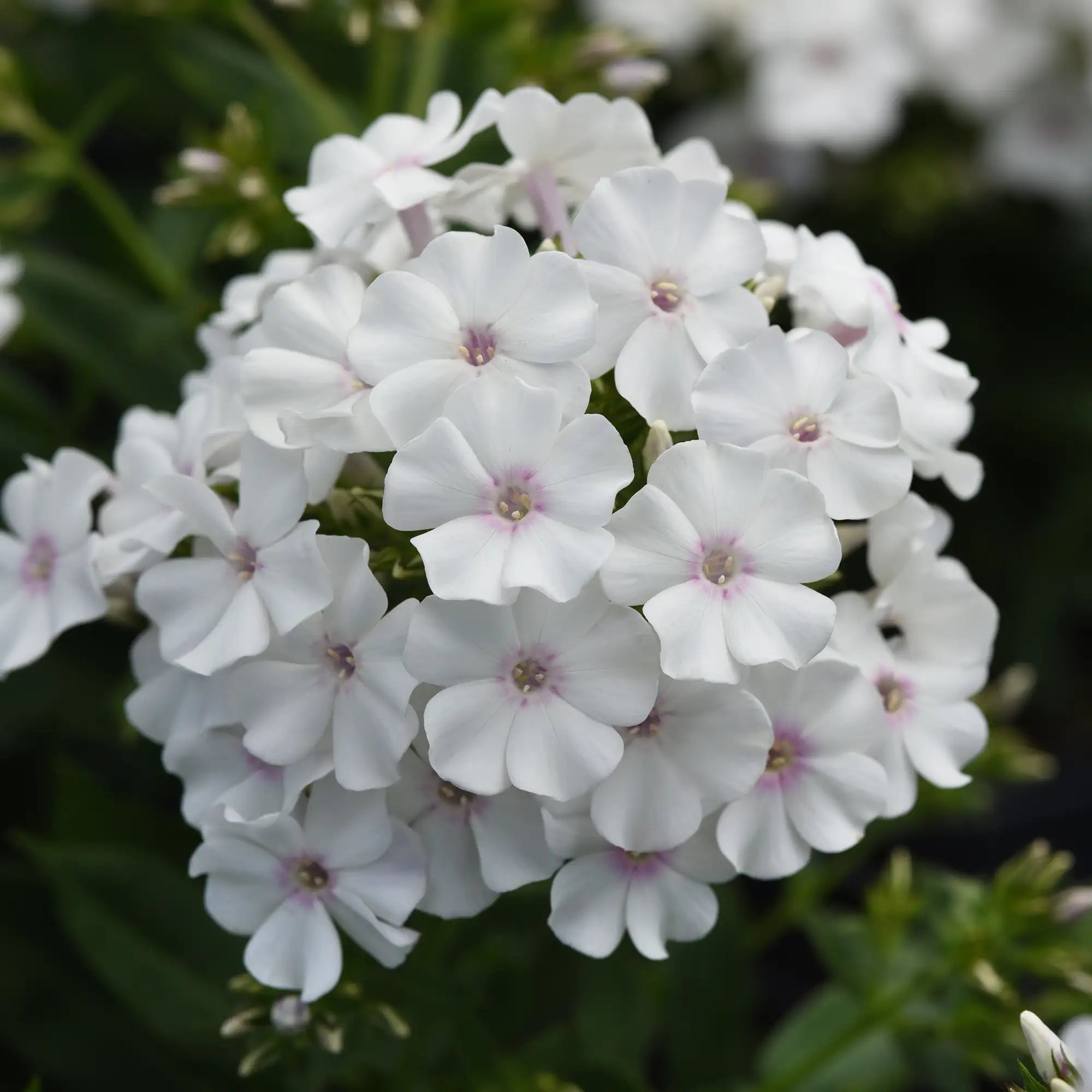 Phlox Garden 'Ka-Pow® White'