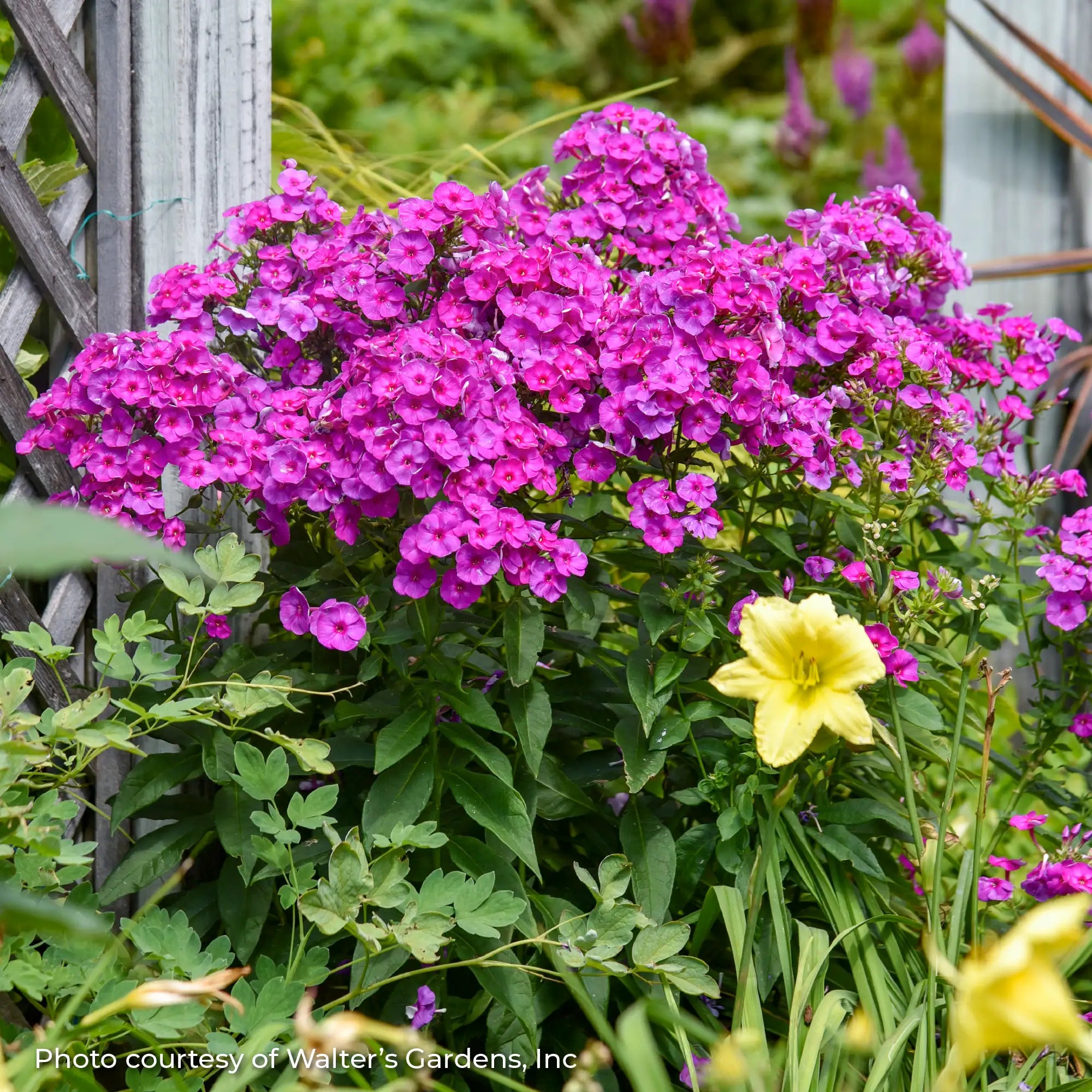 Phlox Garden Garden Girls™ 'Material Girl'