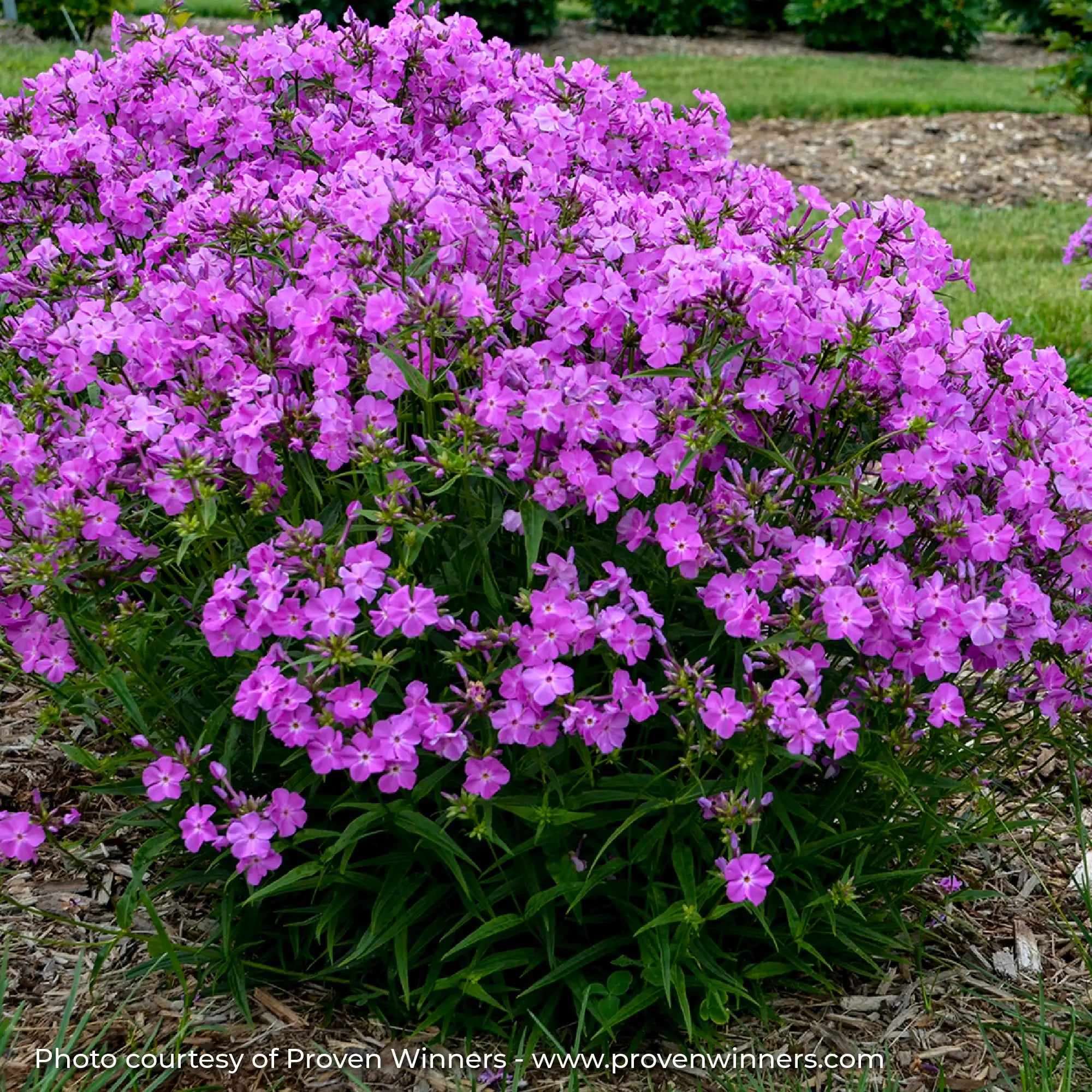 Phlox Garden 'Opening Act Romance'
